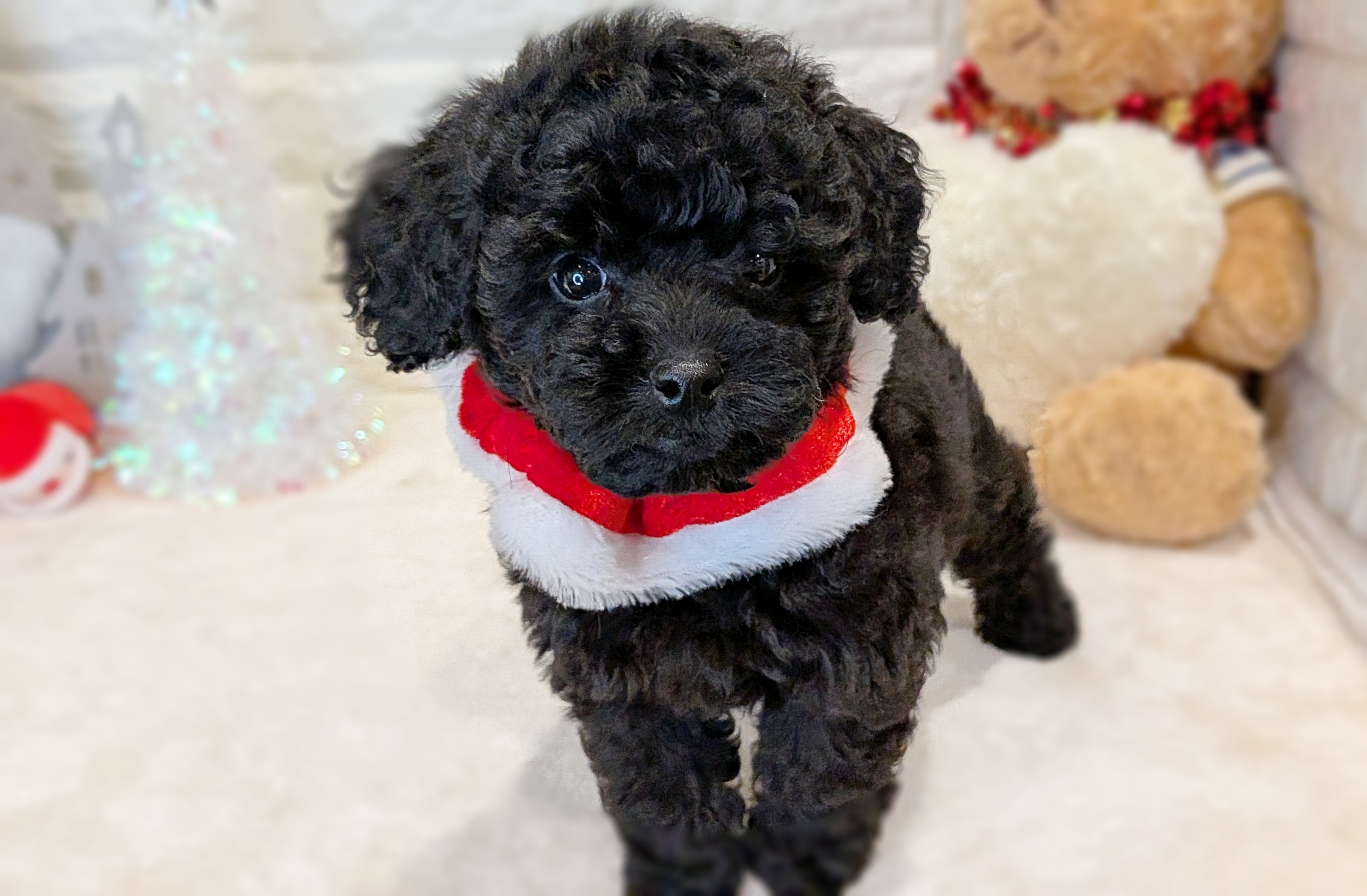 京都府のミニチュアプードル (ペッツワン亀岡店/2025年10月2日生まれ/女の子/ブラック)の子犬の2枚目の画像