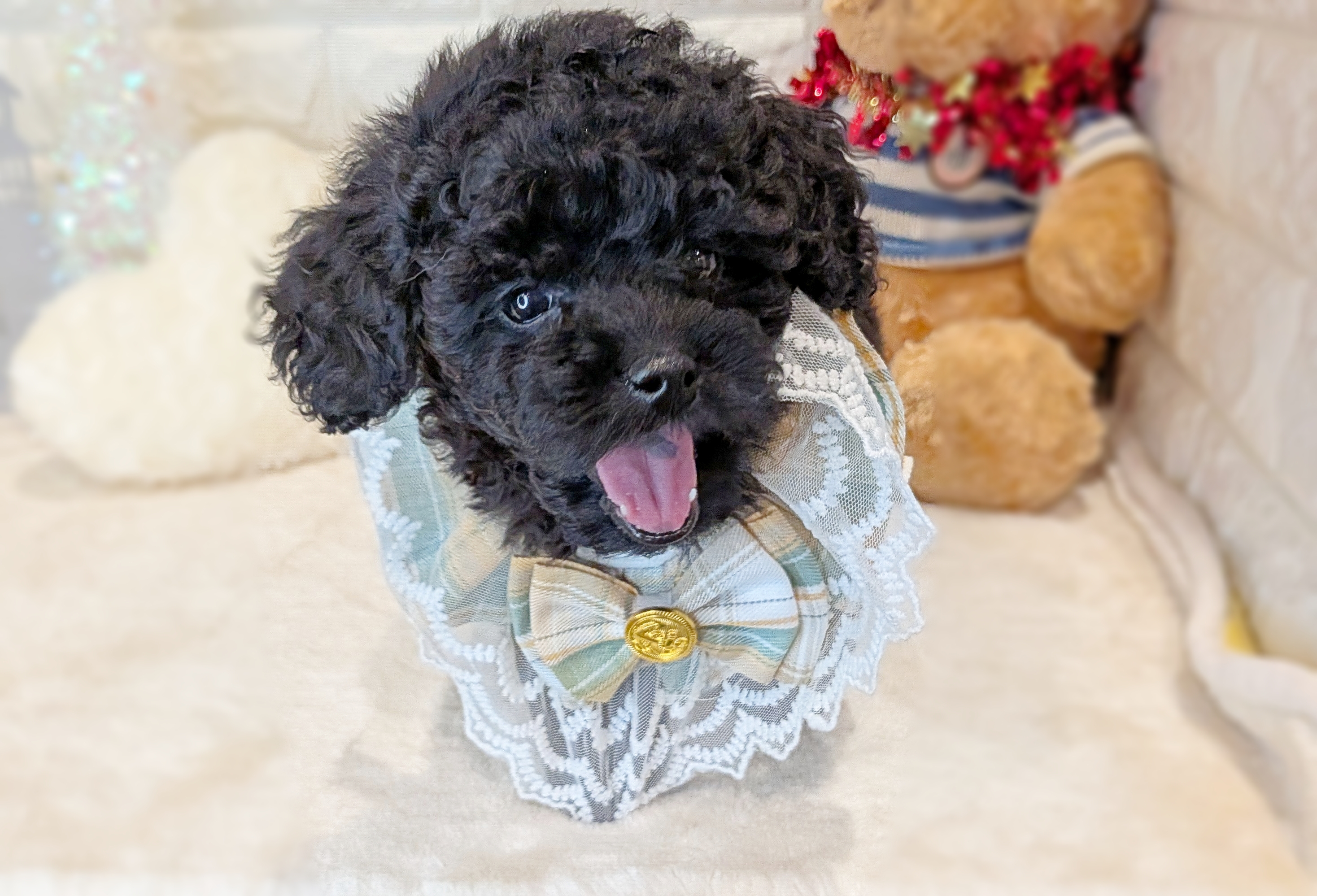 京都府のミニチュアプードル (ペッツワン亀岡店/2025年10月2日生まれ/女の子/ブラック)の子犬の1枚目の画像