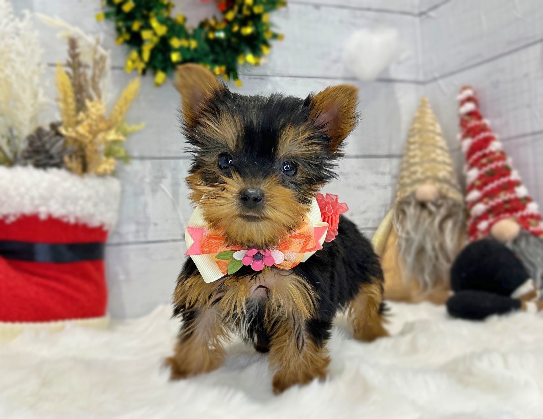 滋賀県のヨークシャーテリア (ペッツワン堅田店/2025年9月12日生まれ/男の子/スチールブルータン)の子犬の3枚目の画像