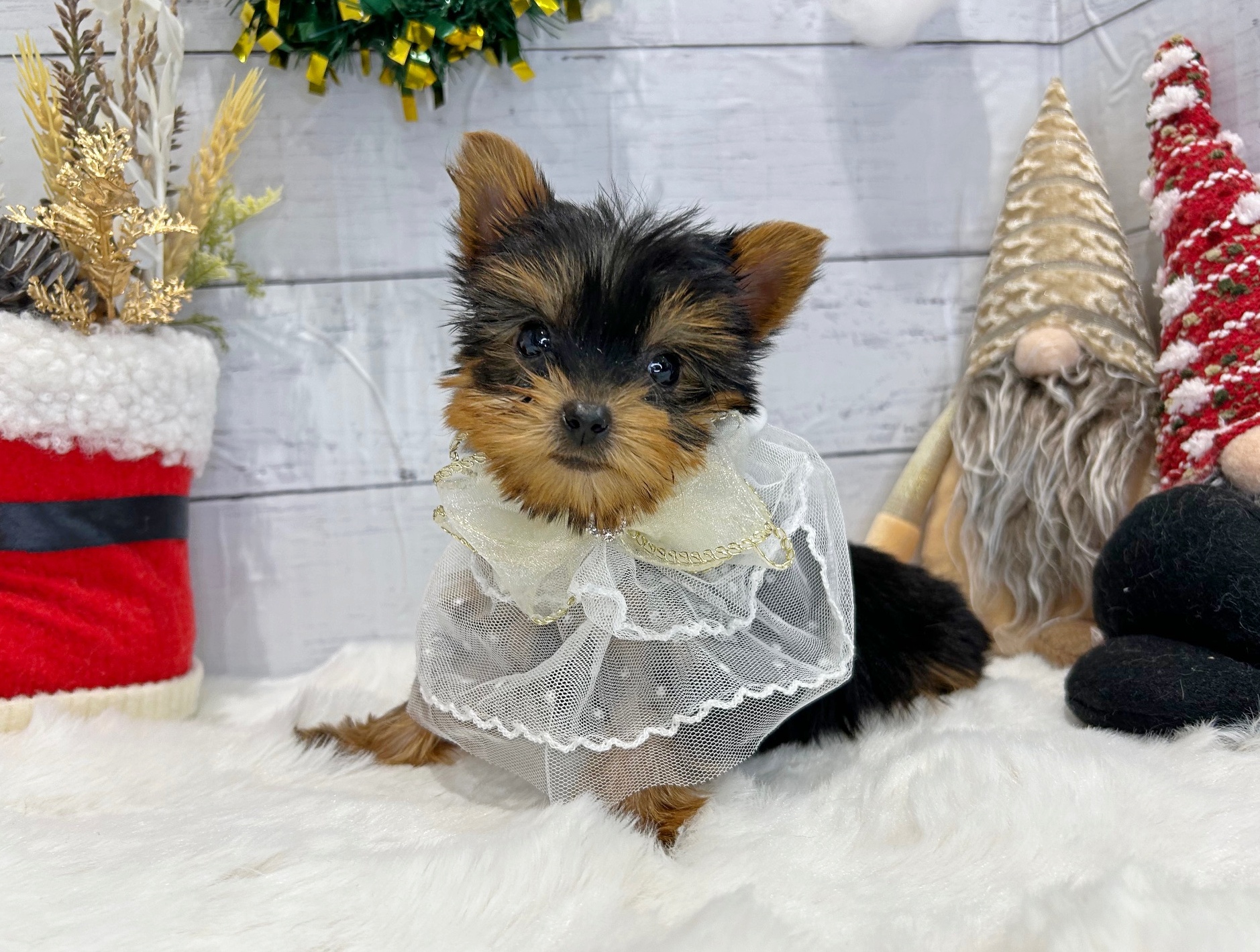 滋賀県のヨークシャーテリア (ペッツワン堅田店/2025年9月12日生まれ/男の子/スチールブルータン)の子犬の2枚目の画像