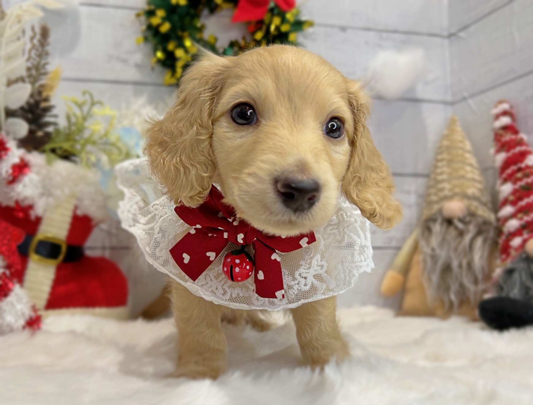 滋賀県のミニチュアダックスフンド(ロング) (ペッツワン堅田店/2025年9月30日生まれ/男の子/イエロー)の子犬の2枚目の画像