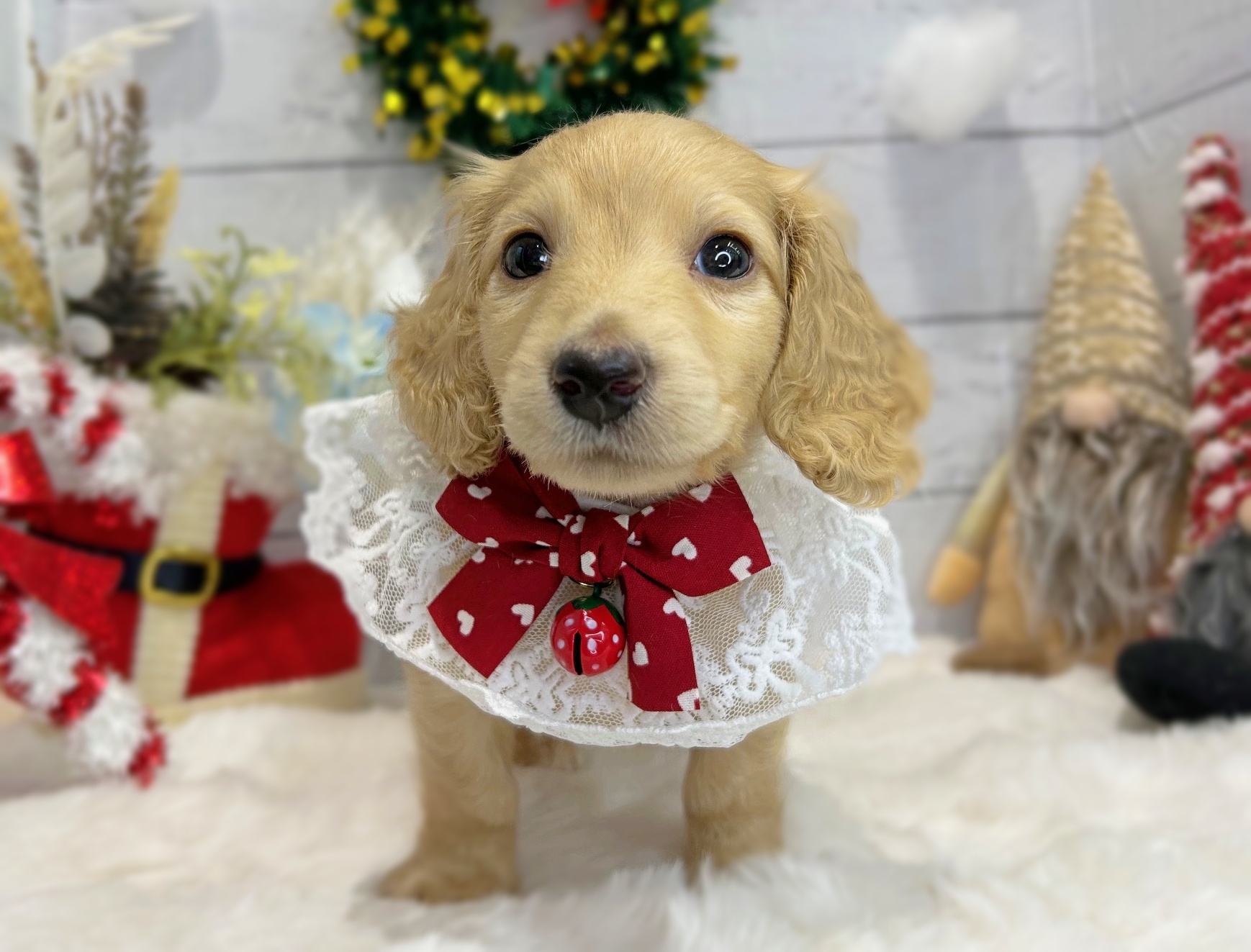 滋賀県のミニチュアダックスフンド(ロング) (ペッツワン堅田店/2025年9月30日生まれ/男の子/イエロー)の子犬の1枚目の画像