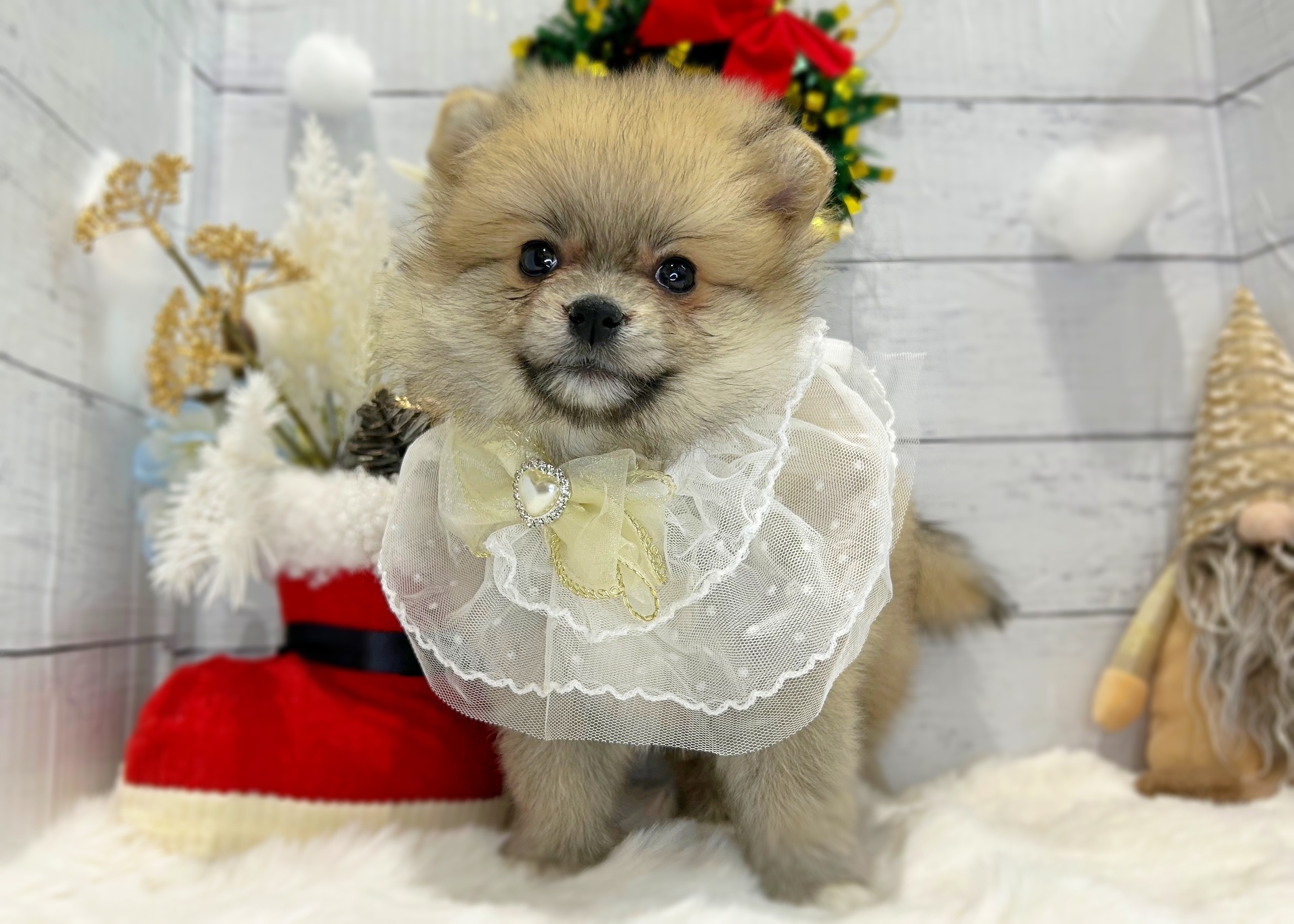 滋賀県のポメラニアン (ペッツワン堅田店/2025年9月30日生まれ/女の子/ウルフセーブル)の子犬の2枚目の画像