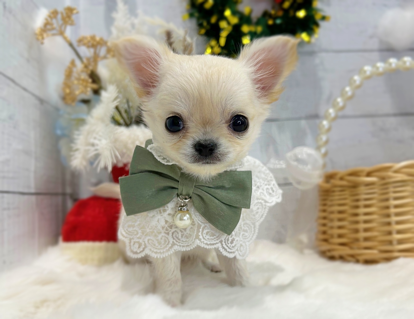 滋賀県のチワワ(ロング) (ペッツワン堅田店/2025年10月2日生まれ/男の子/クリーム)の子犬の3枚目の画像