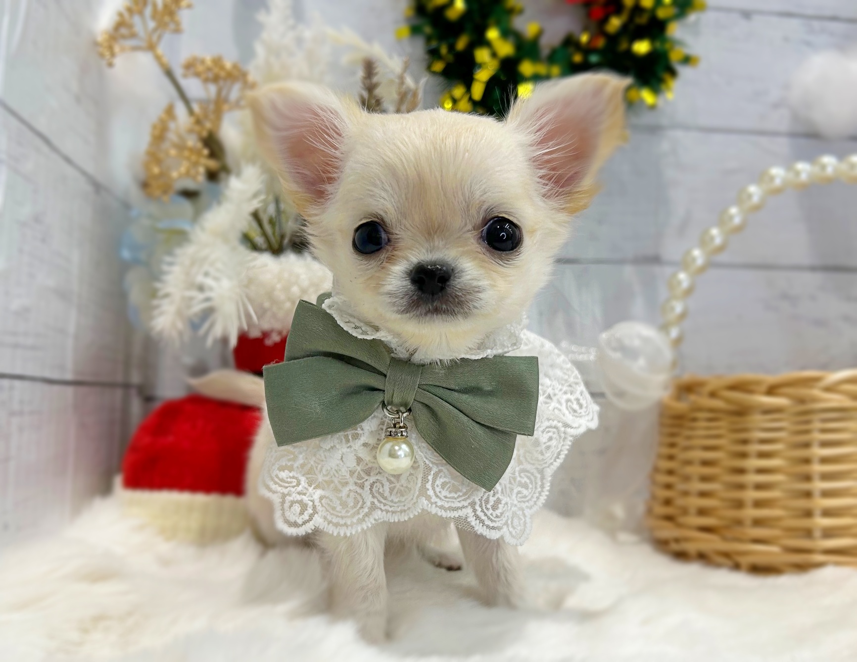 滋賀県のチワワ(ロング) (ペッツワン堅田店/2025年10月2日生まれ/男の子/クリーム)の子犬の2枚目の画像