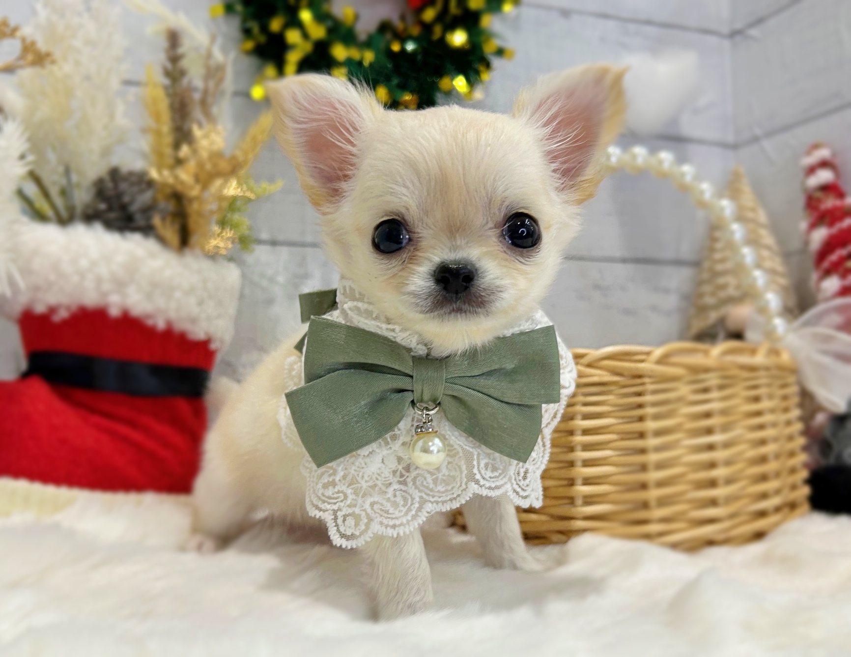 滋賀県のチワワ(ロング) (ペッツワン堅田店/2025年10月2日生まれ/男の子/クリーム)の子犬の1枚目の画像