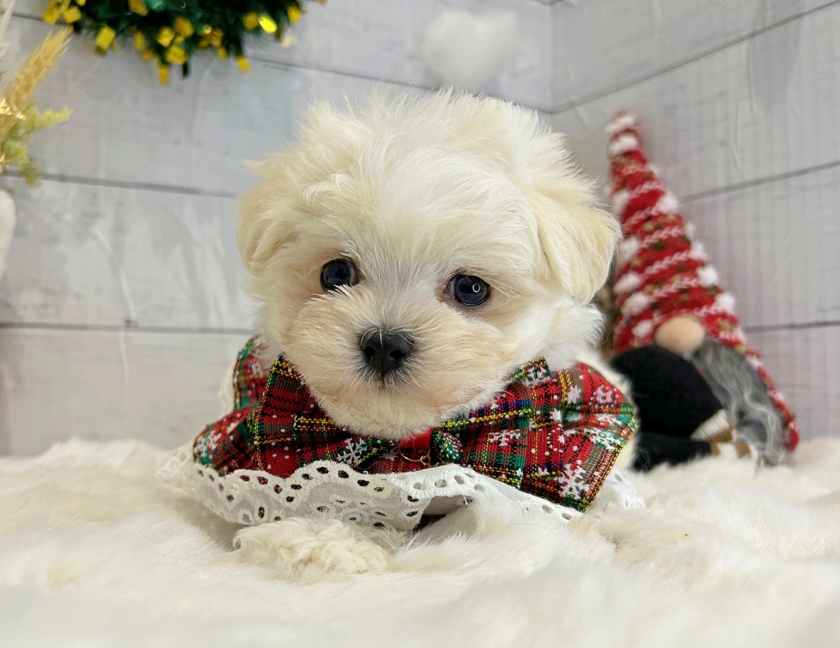 滋賀県のマルチーズ (ペッツワン堅田店/2025年9月29日生まれ/男の子/ホワイト)の子犬の1枚目の画像