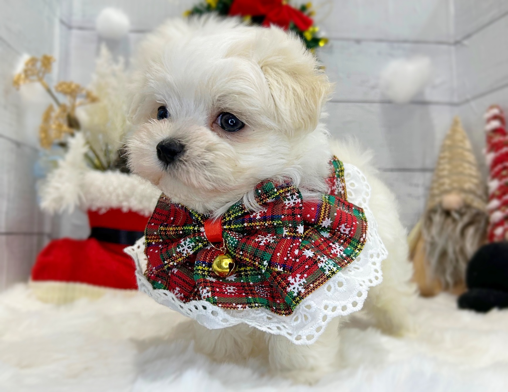 滋賀県のマルチーズ (ペッツワン堅田店/2025年9月29日生まれ/男の子/ホワイト)の子犬の2枚目の画像