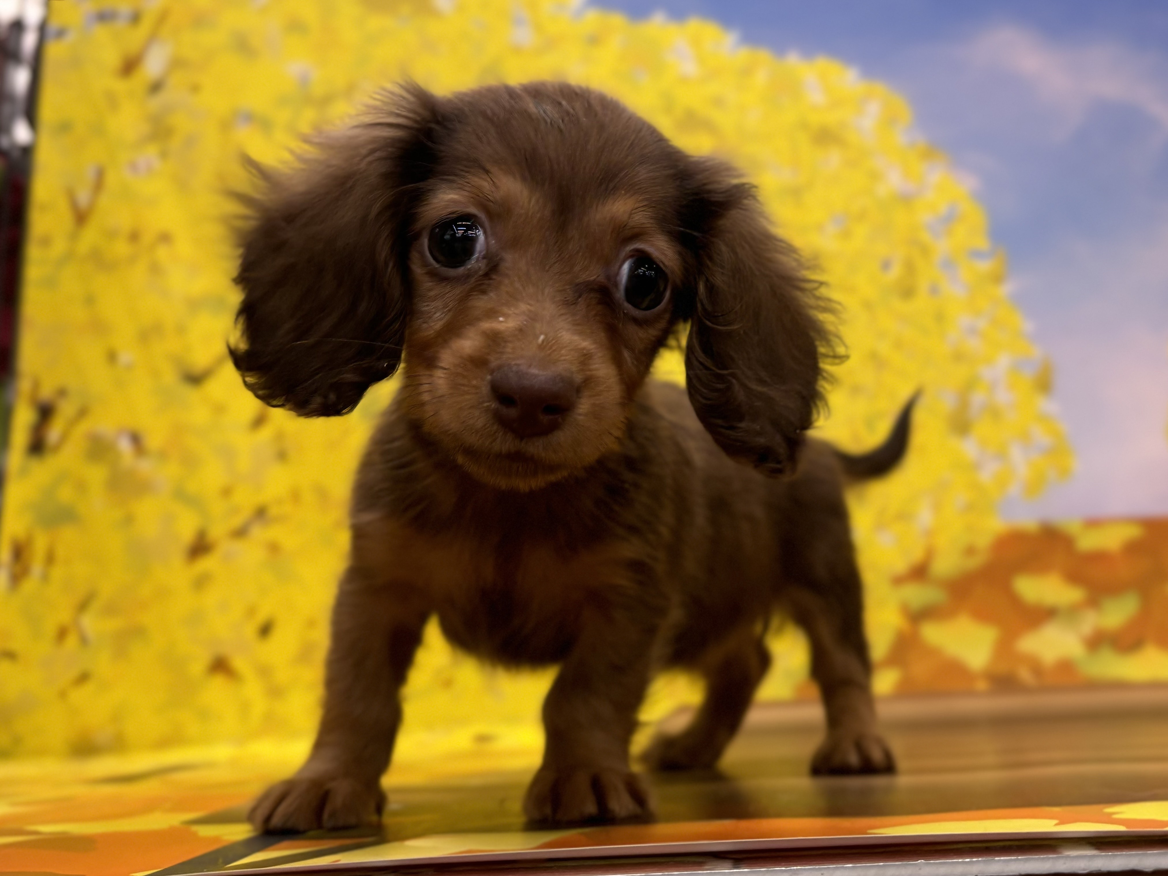 神奈川県のカニンヘンダックスフンド(ロング) (ペッツワン秦野店/2025年9月16日生まれ/女の子/レッド)の子犬の1枚目の画像