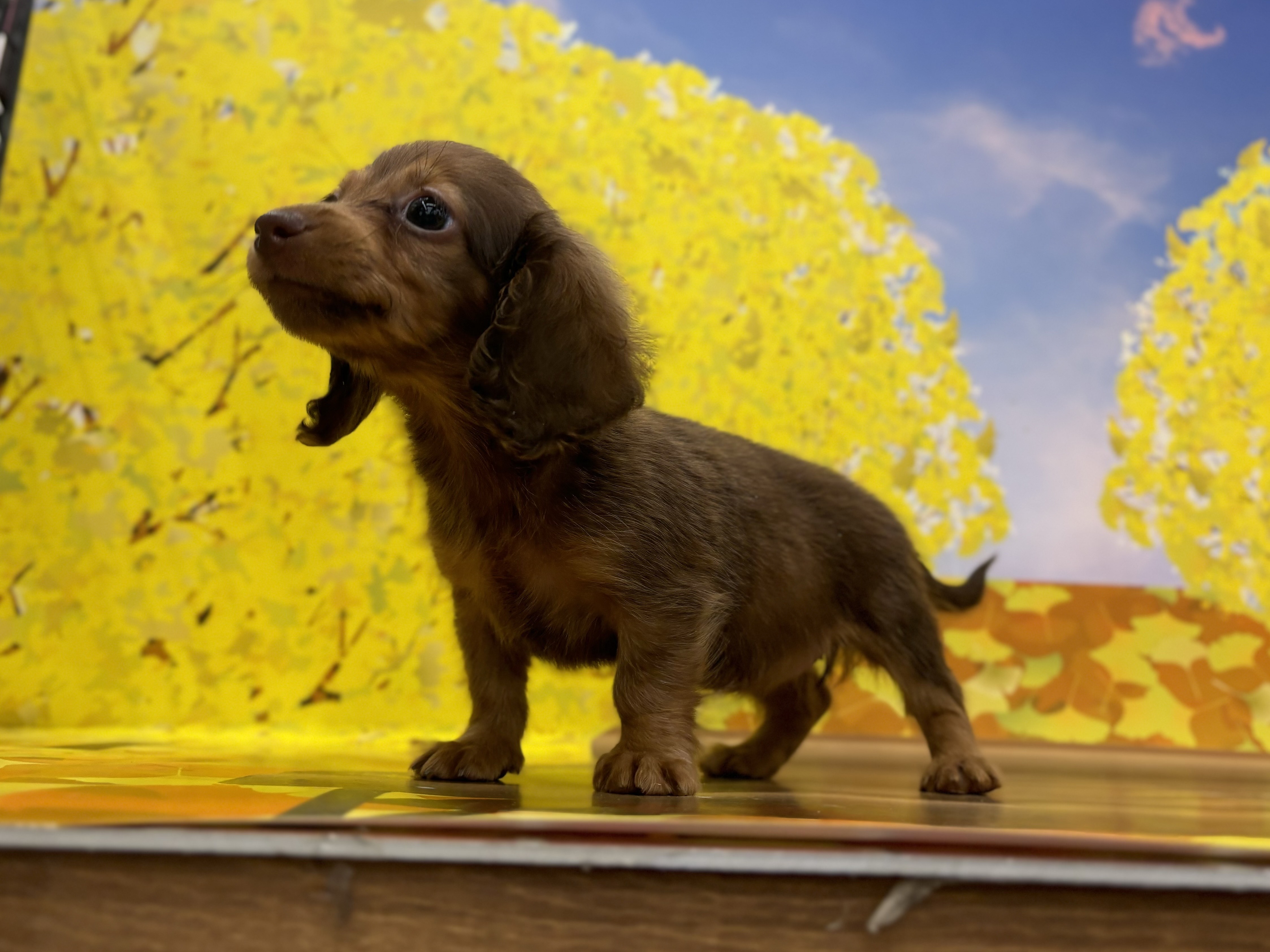 神奈川県のカニンヘンダックスフンド(ロング) (ペッツワン秦野店/2025年9月16日生まれ/女の子/レッド)の子犬の2枚目の画像