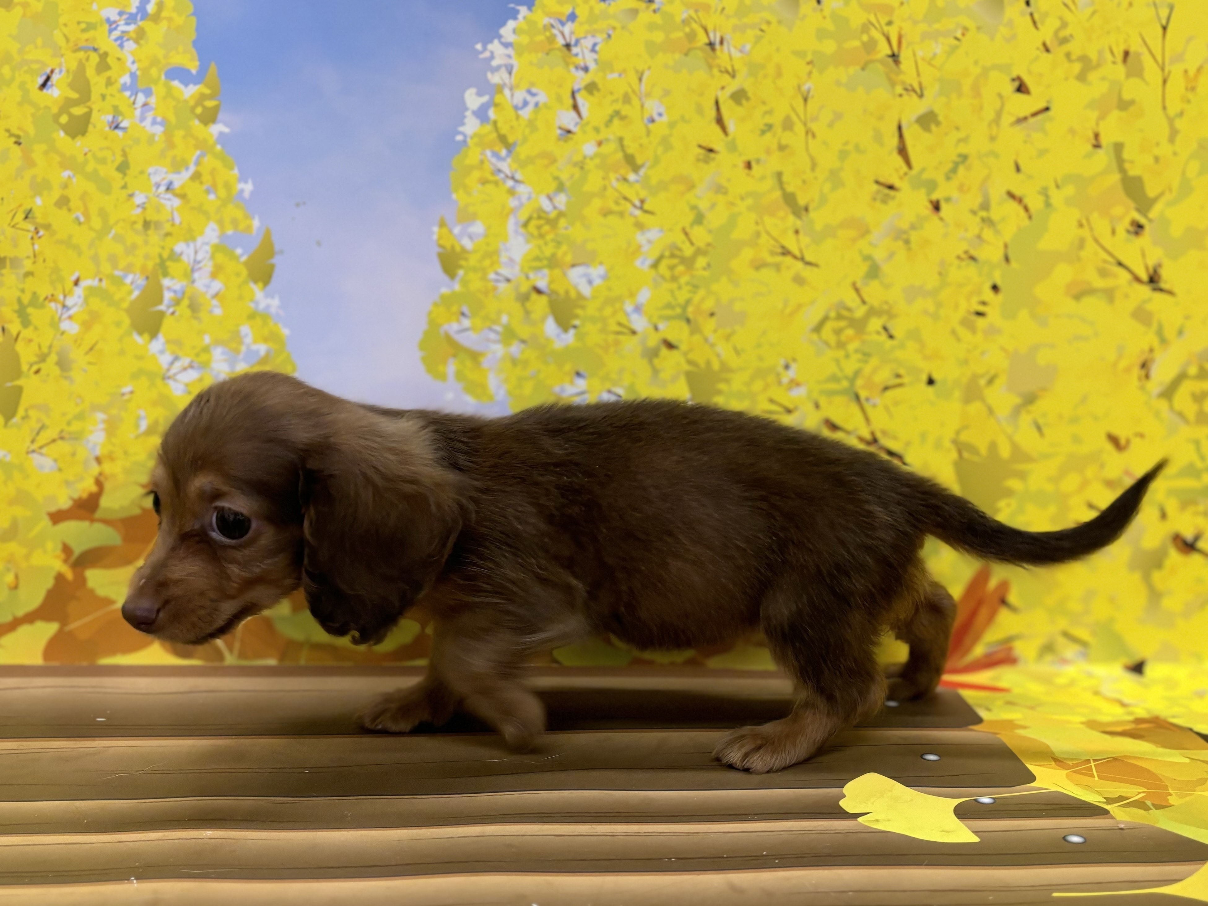 神奈川県のカニンヘンダックスフンド(ロング) (ペッツワン秦野店/2025年9月16日生まれ/女の子/レッド)の子犬の3枚目の画像