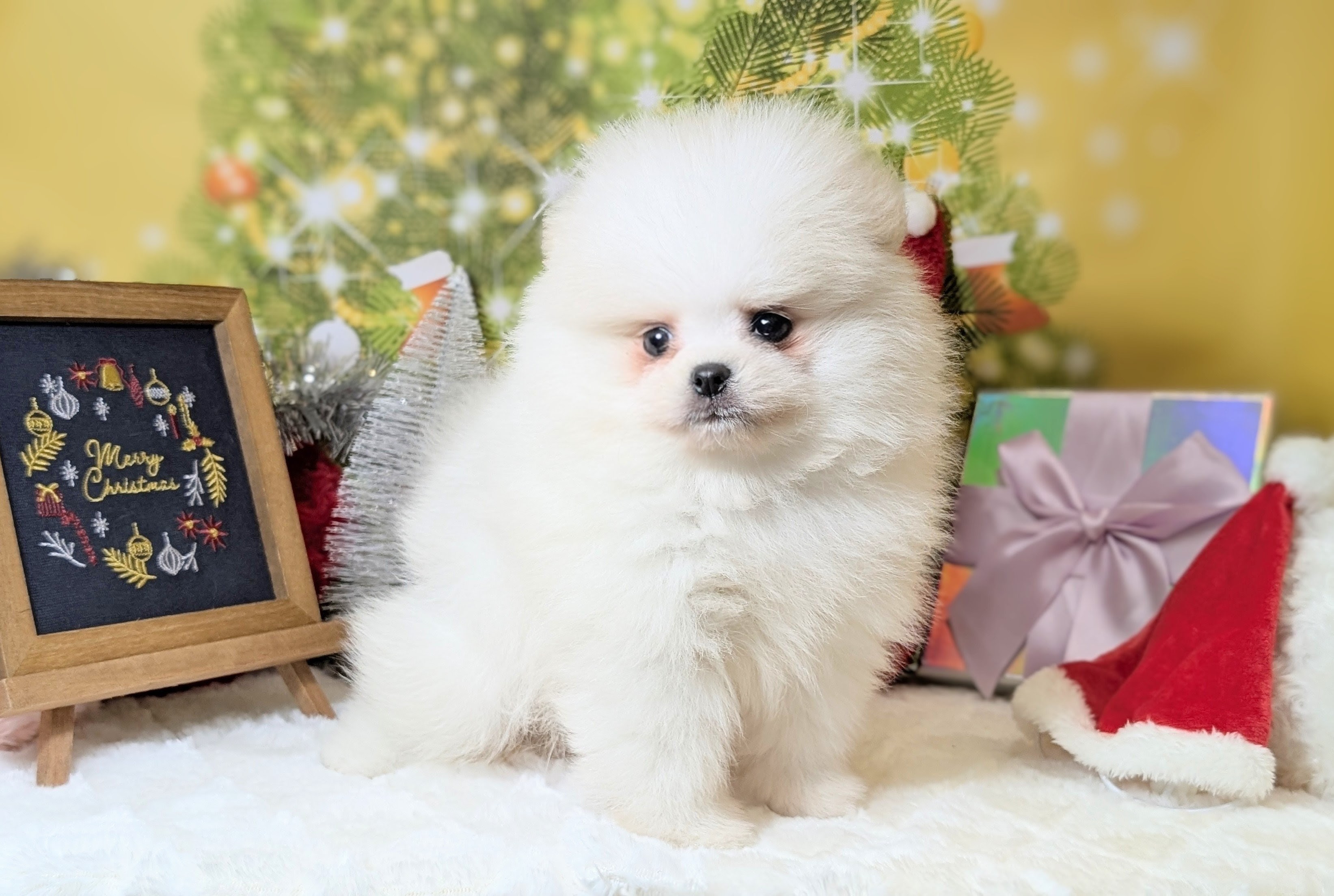 兵庫県のポメラニアン (ペッツワン神戸西神南店/2025年10月1日生まれ/男の子/クリームホワイト)の子犬の3枚目の画像