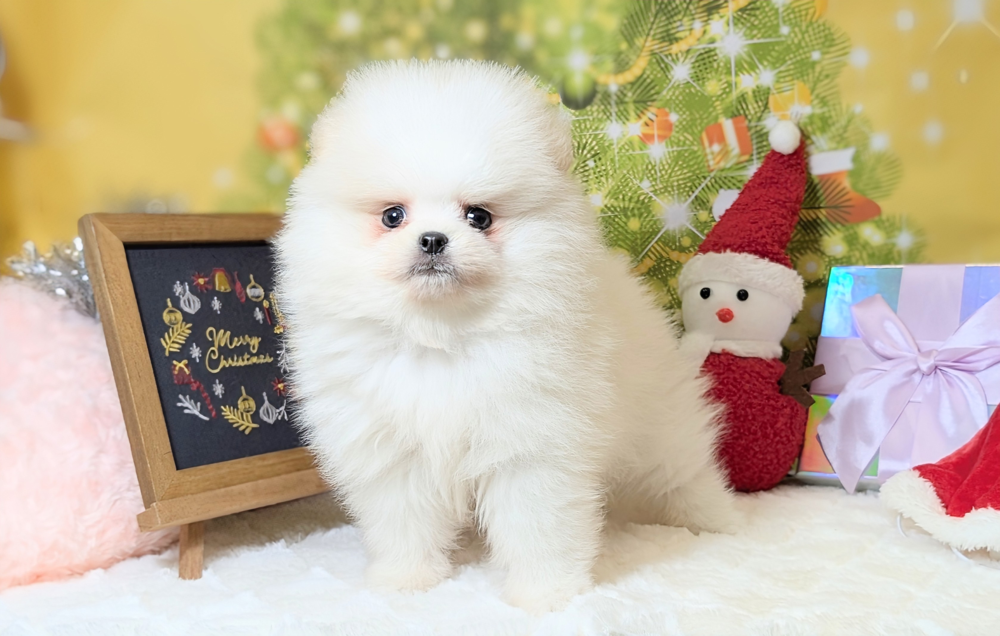 兵庫県のポメラニアン (ペッツワン神戸西神南店/2025年10月1日生まれ/男の子/クリームホワイト)の子犬の2枚目の画像