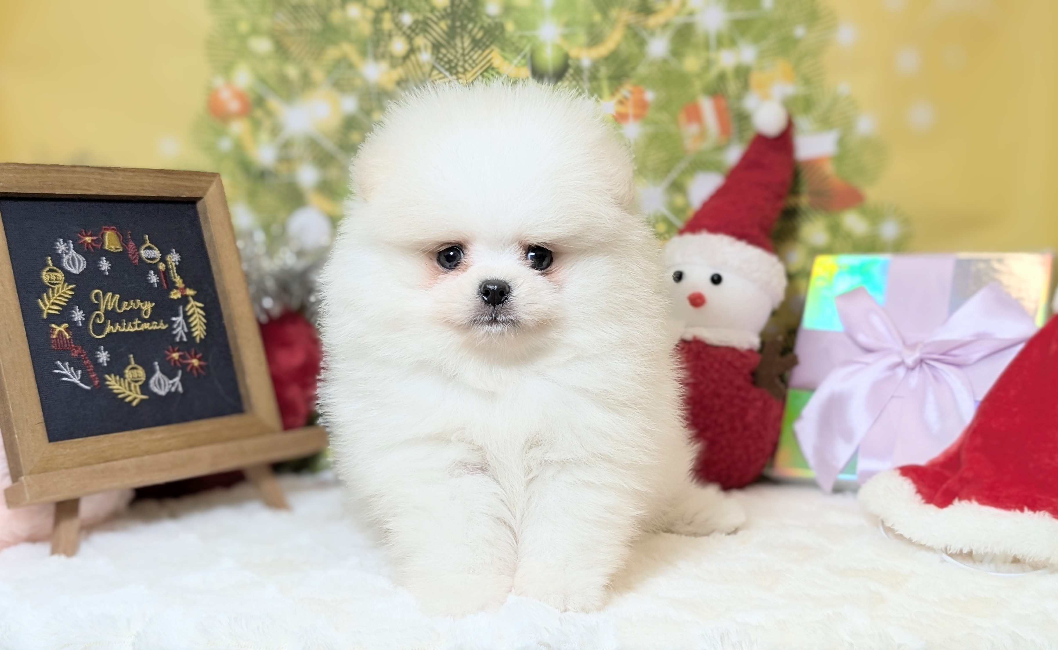 兵庫県のポメラニアン (ペッツワン神戸西神南店/2025年10月1日生まれ/男の子/クリームホワイト)の子犬の1枚目の画像