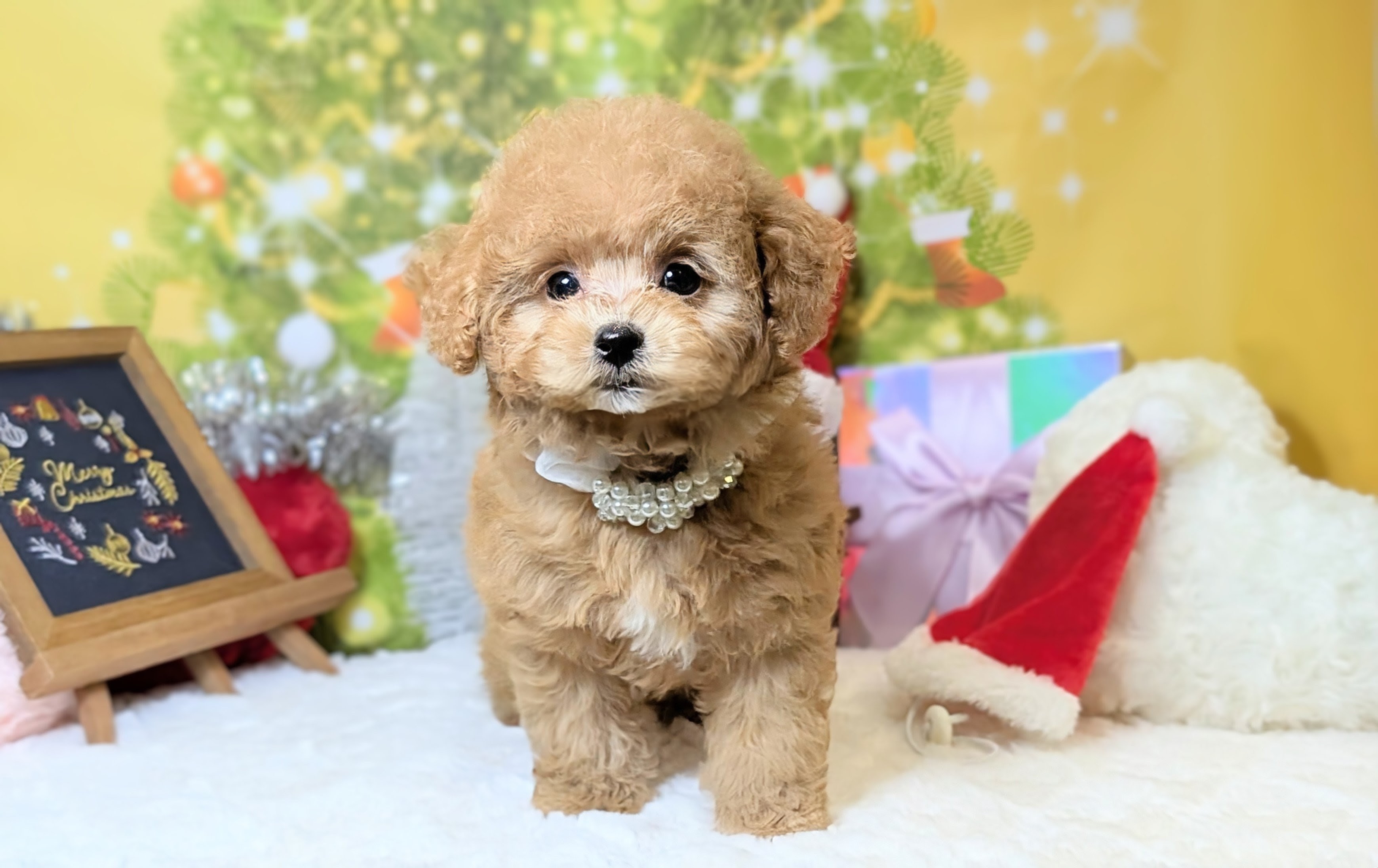 兵庫県のトイプードル(トイ) (ペッツワン神戸西神南店/2025年9月27日生まれ/男の子/レッドフォーン)の子犬の3枚目の画像