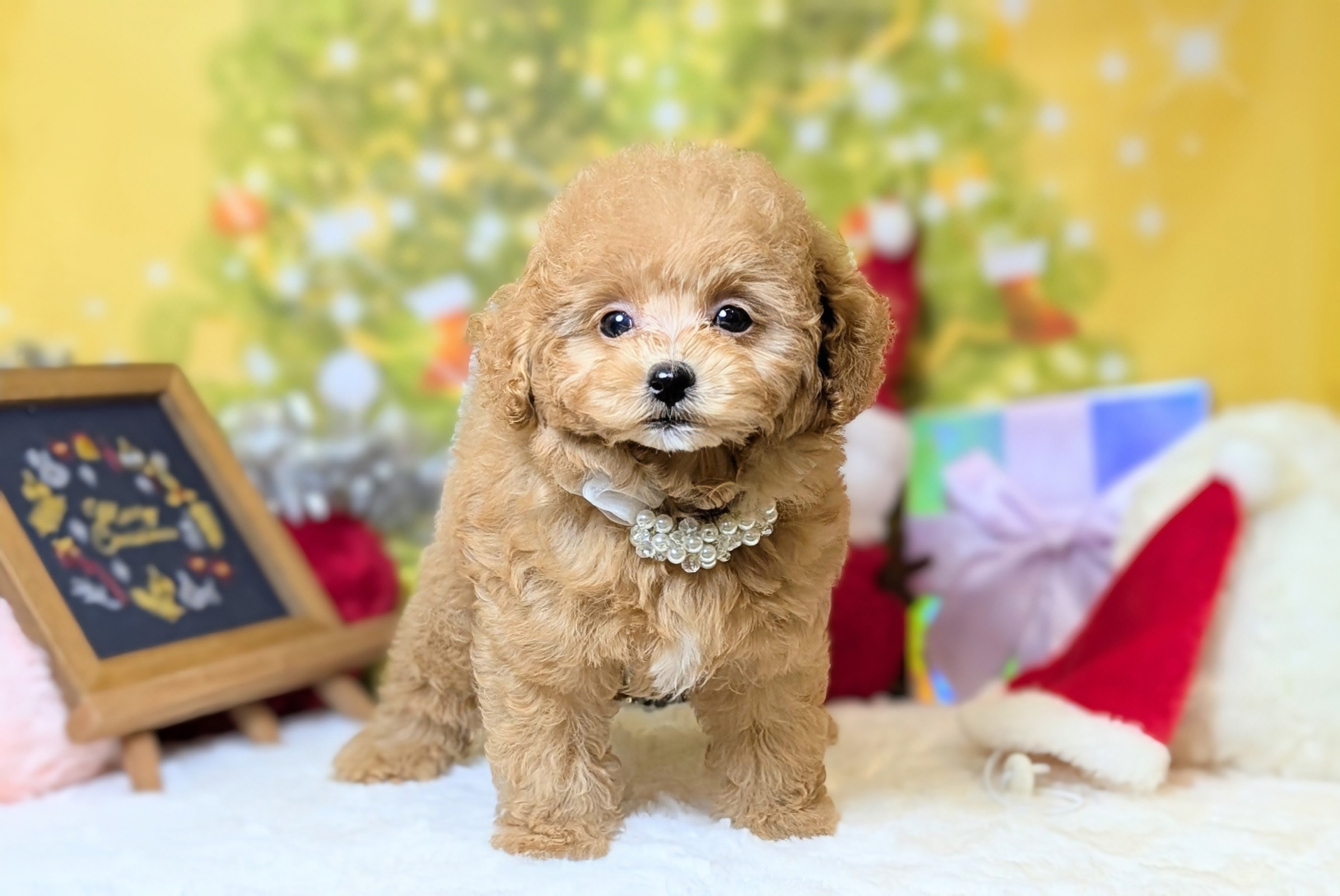 兵庫県のトイプードル(トイ) (ペッツワン神戸西神南店/2025年9月27日生まれ/男の子/レッドフォーン)の子犬の2枚目の画像