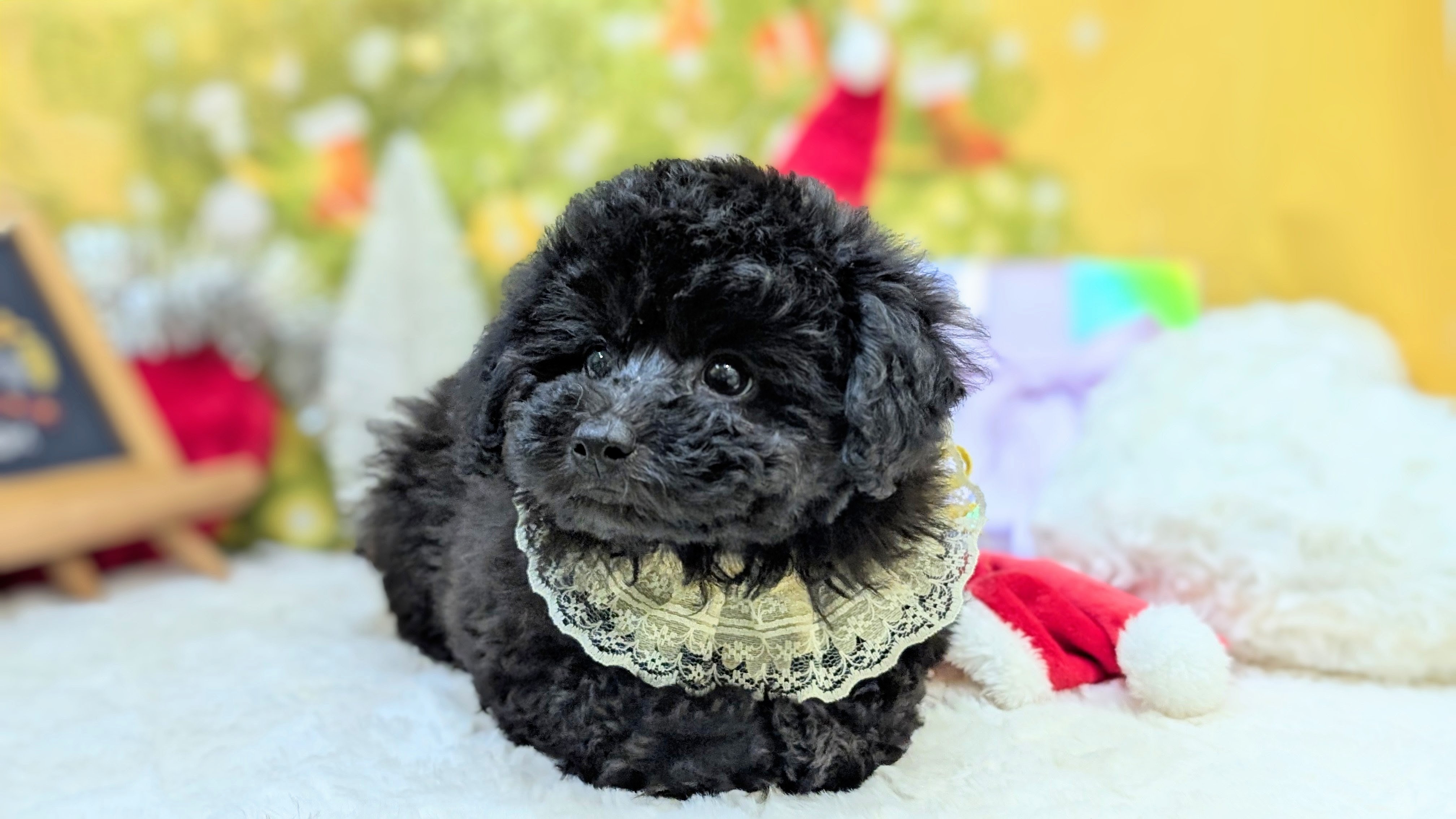 兵庫県のトイプードル(トイ) (ペッツワン神戸西神南店/2025年9月28日生まれ/男の子/ブラック)の子犬の3枚目の画像