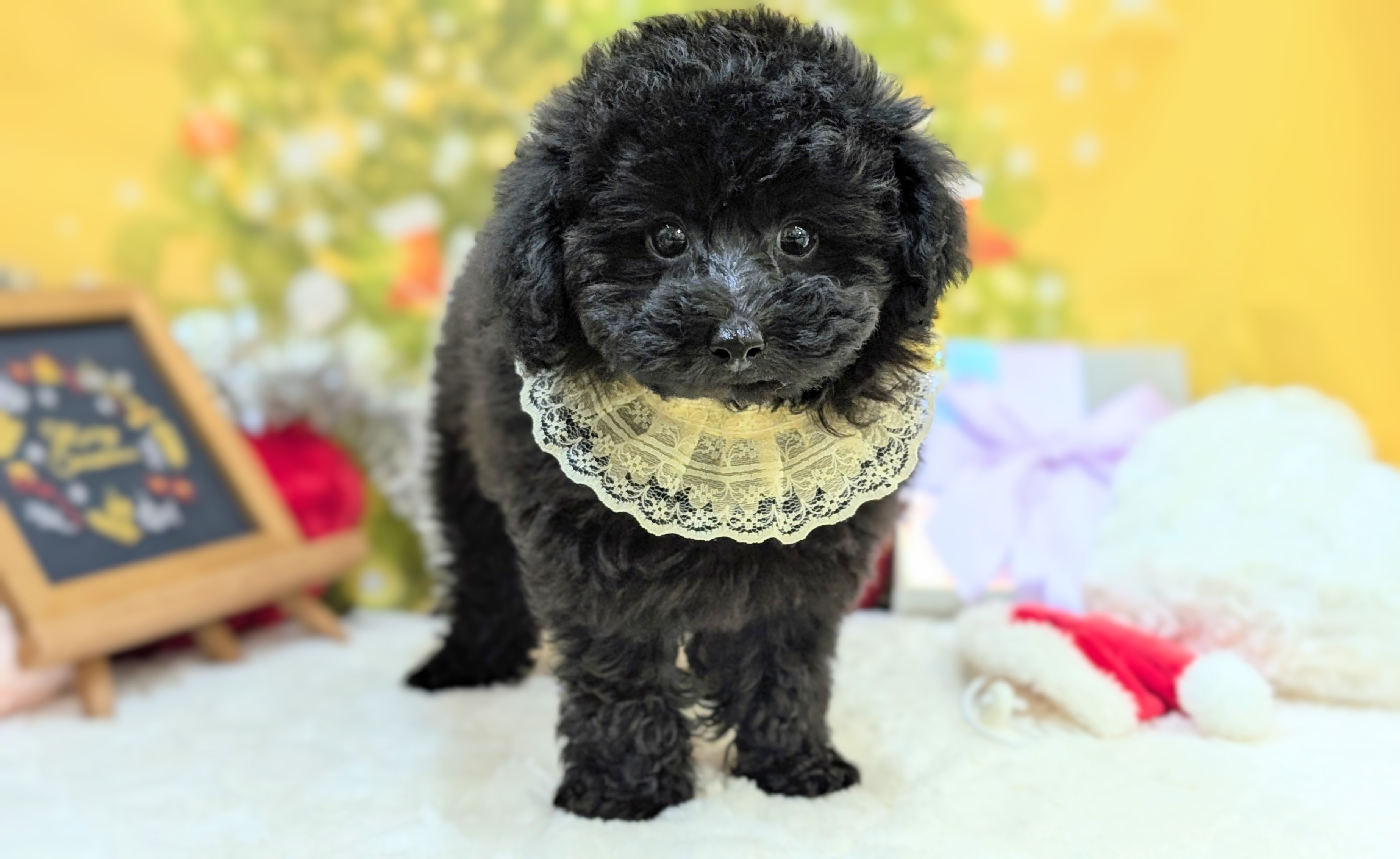 兵庫県のトイプードル(トイ) (ペッツワン神戸西神南店/2025年9月28日生まれ/男の子/ブラック)の子犬の1枚目の画像