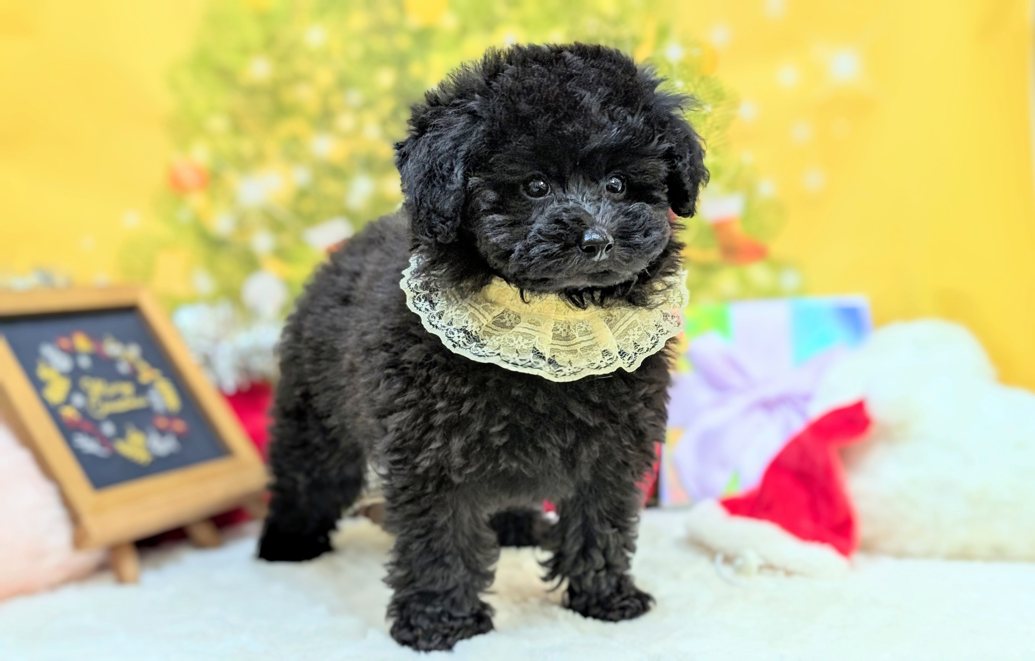 兵庫県のトイプードル(トイ) (ペッツワン神戸西神南店/2025年9月28日生まれ/男の子/ブラック)の子犬の2枚目の画像