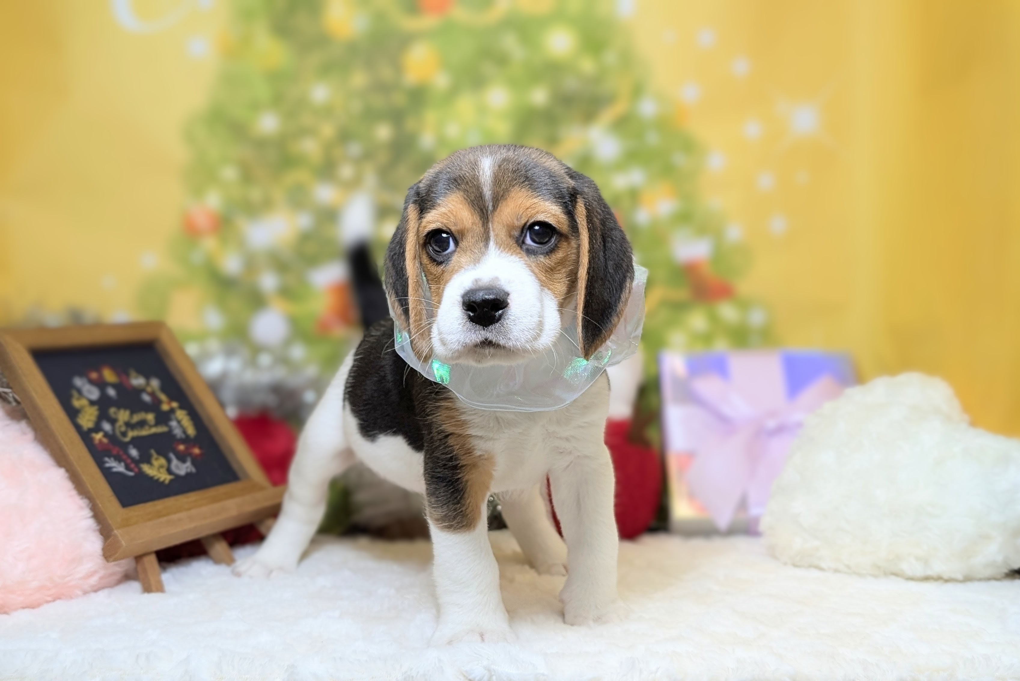 兵庫県のビーグル (ペッツワン神戸西神南店/2025年10月2日生まれ/男の子/ブラックタン)の子犬の3枚目の画像