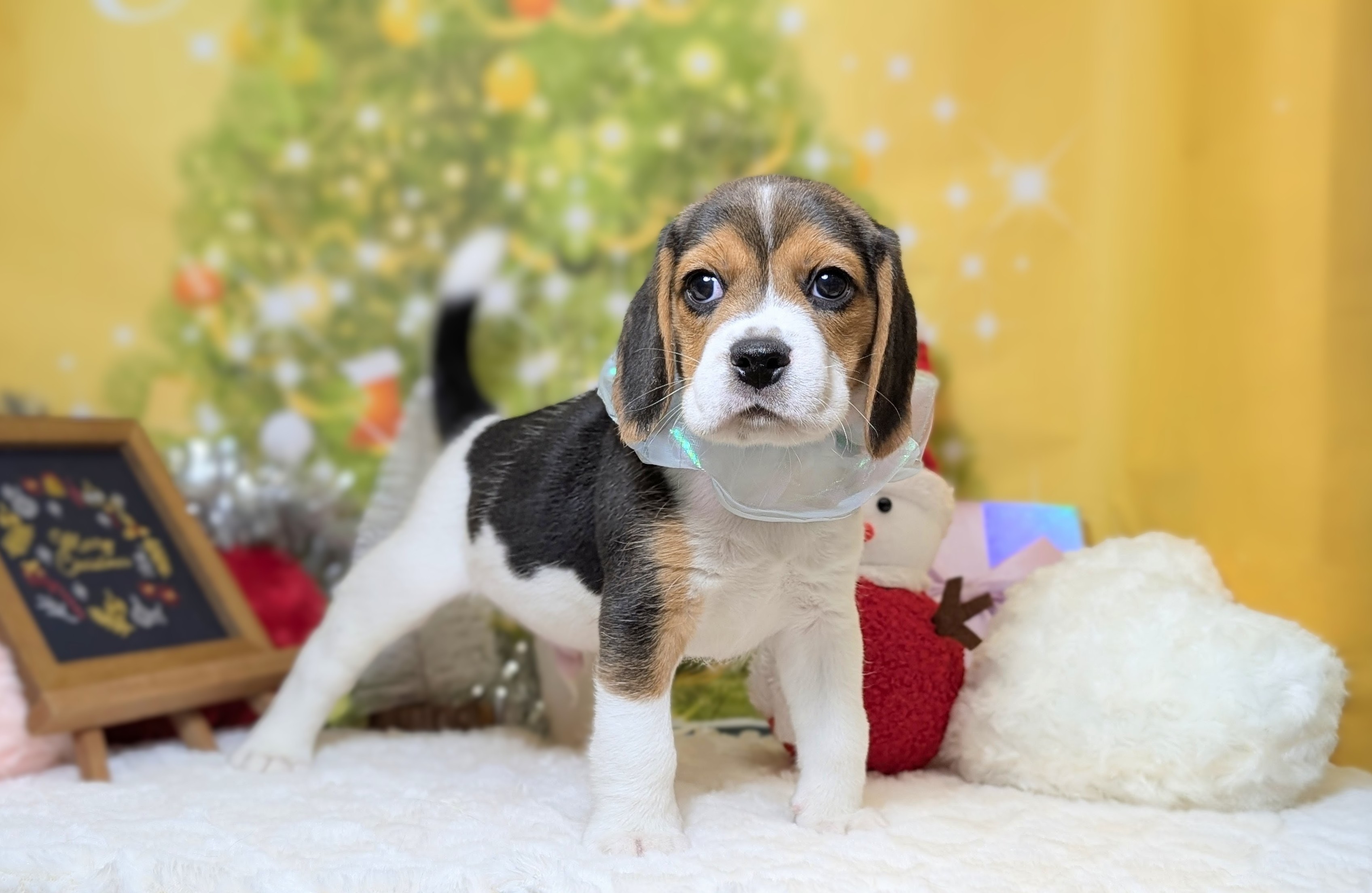 兵庫県のビーグル (ペッツワン神戸西神南店/2025年10月2日生まれ/男の子/ブラックタン)の子犬の2枚目の画像