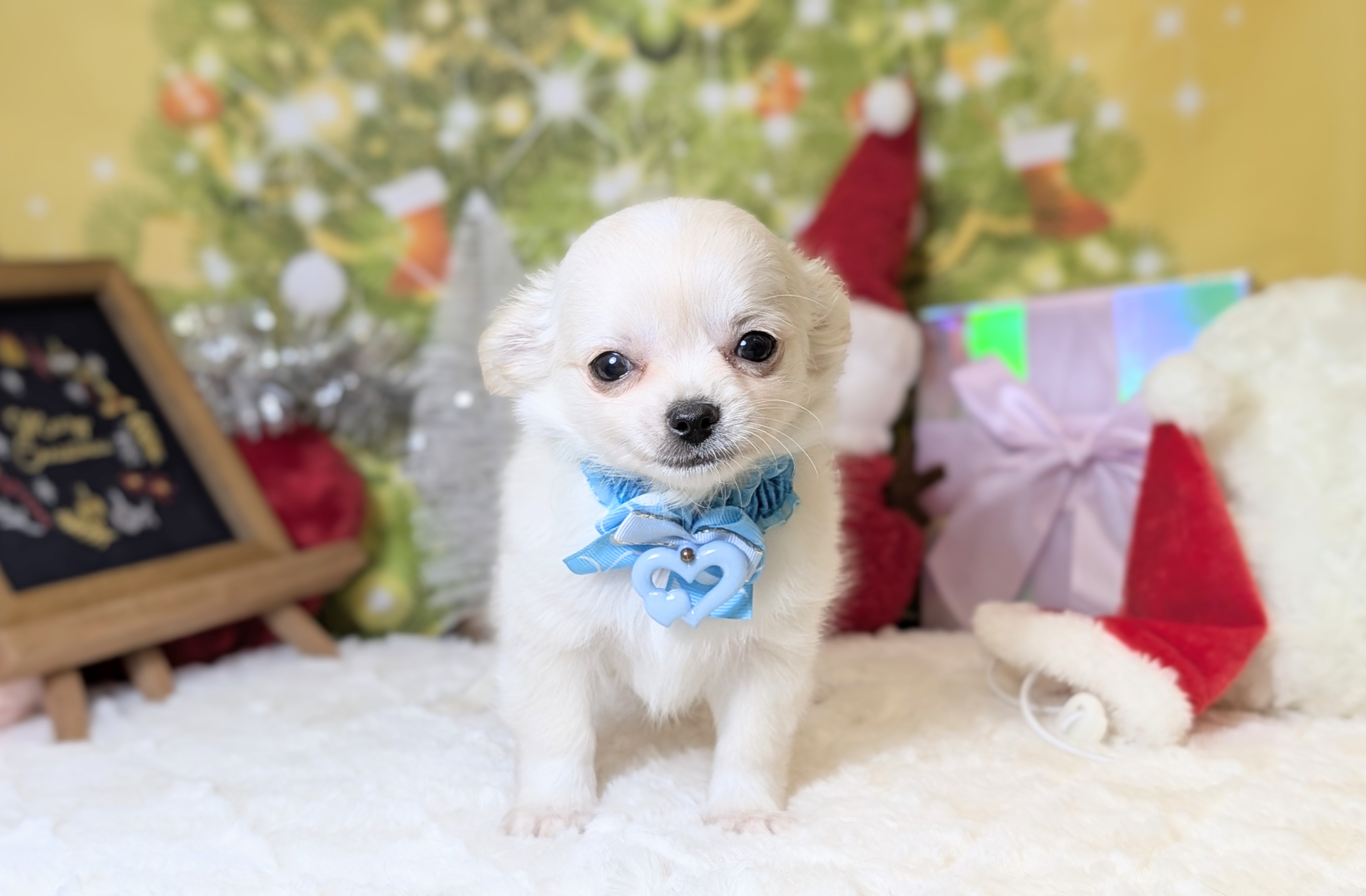 兵庫県のチワワ(ロング) (ペッツワン神戸西神南店/2025年10月1日生まれ/男の子/クリームホワイト)の子犬の2枚目の画像