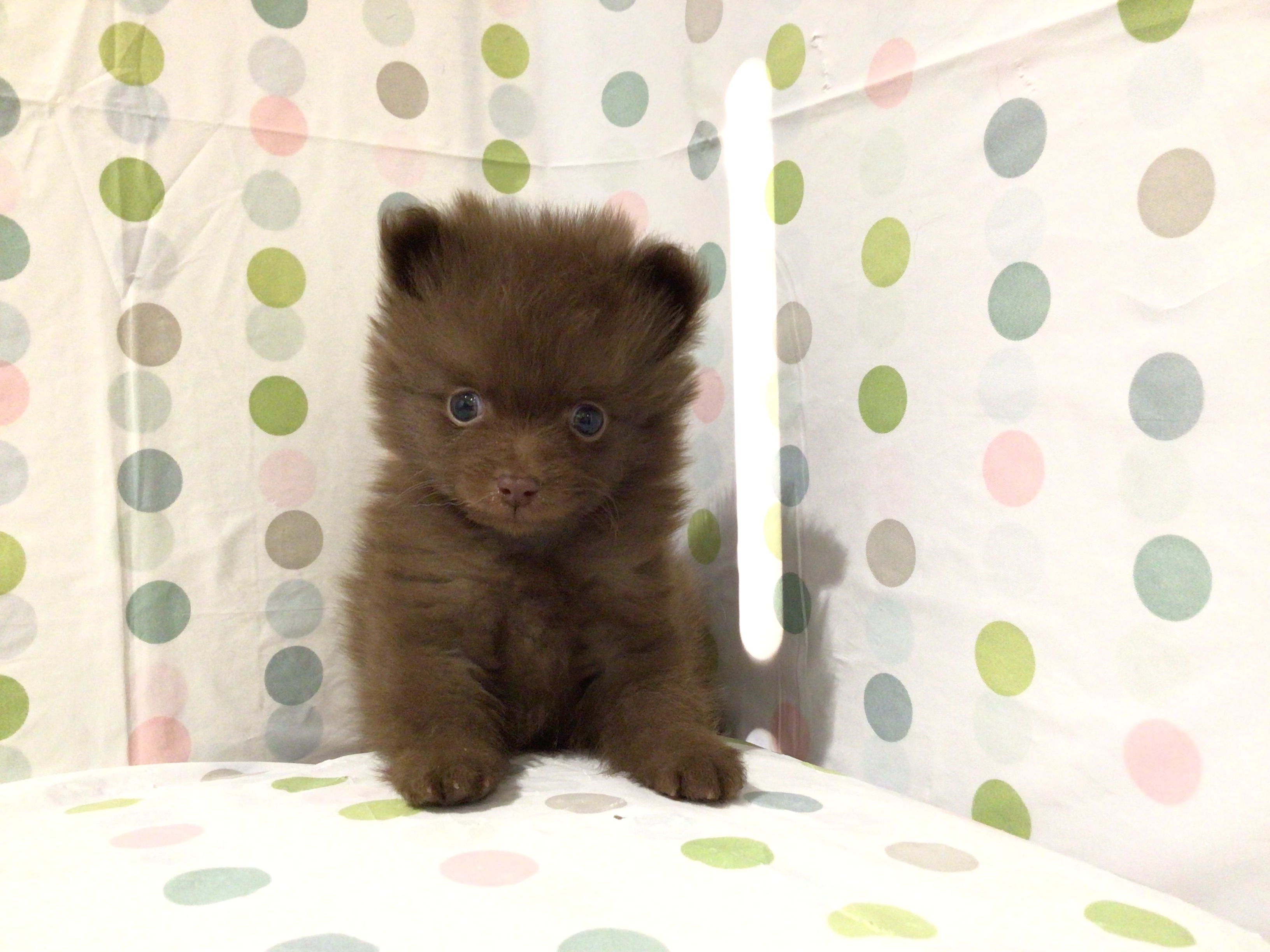 茨城県のポメラニアン (ペッツワン高萩店/2025年9月25日生まれ/男の子/チョコレート)の子犬