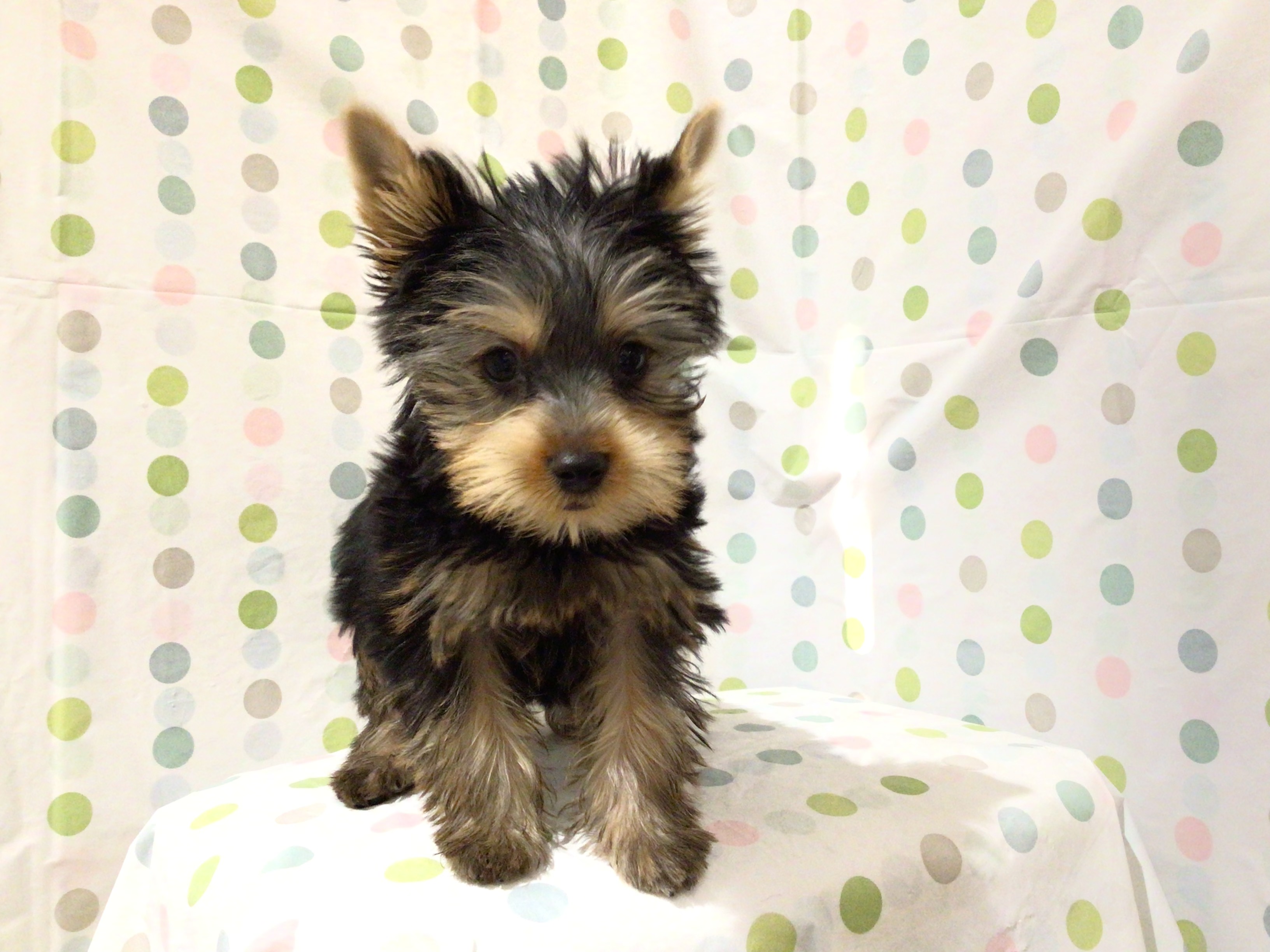 茨城県のヨークシャーテリア (ペッツワン高萩店/2025年9月1日生まれ/男の子/スチールブルータン)の子犬の2枚目の画像