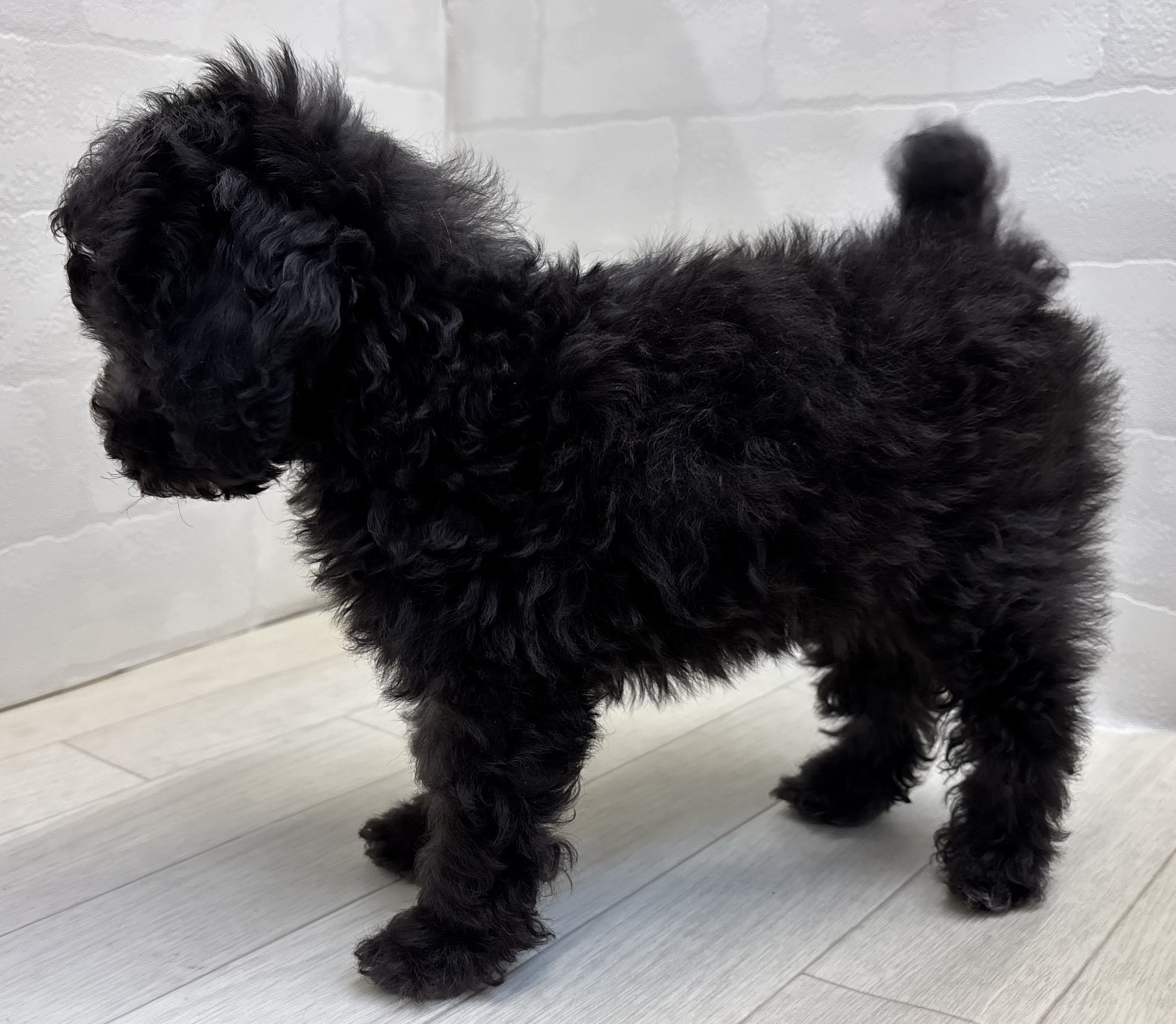 埼玉県のトイプードル(トイ) (ペッツワン大利根店/2025年9月29日生まれ/女の子/シルバー)の子犬の3枚目の画像