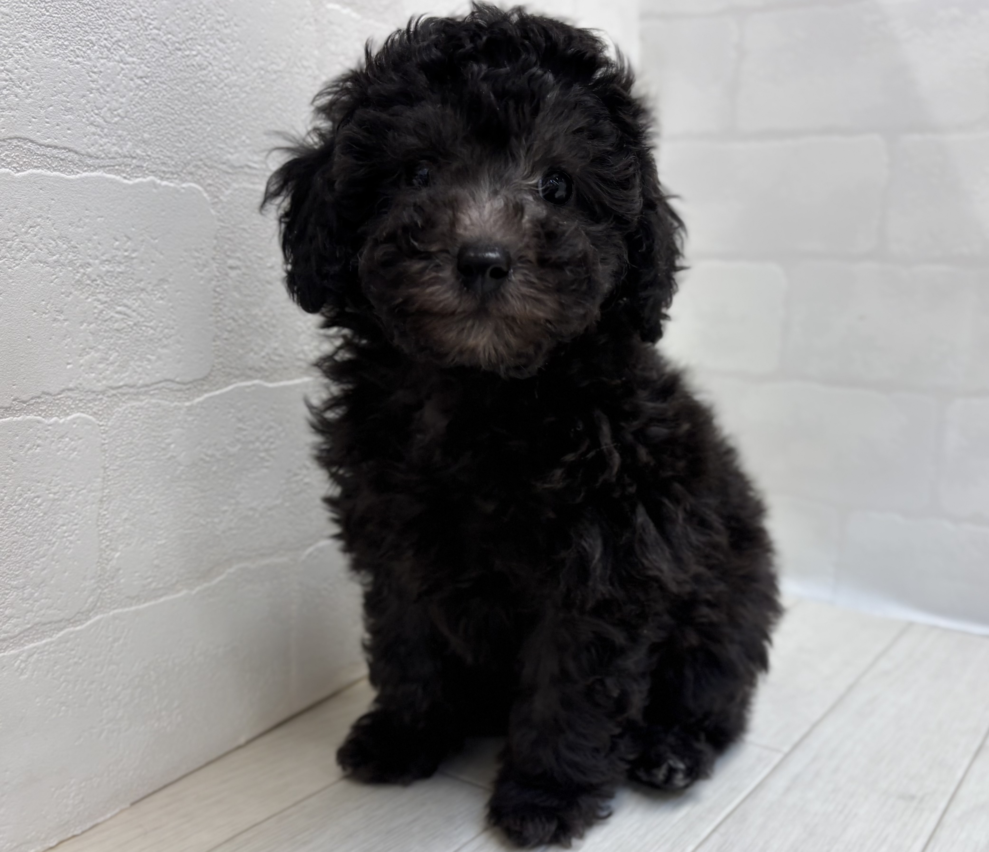 埼玉県のトイプードル(トイ) (ペッツワン大利根店/2025年9月29日生まれ/女の子/シルバー)の子犬の1枚目の画像