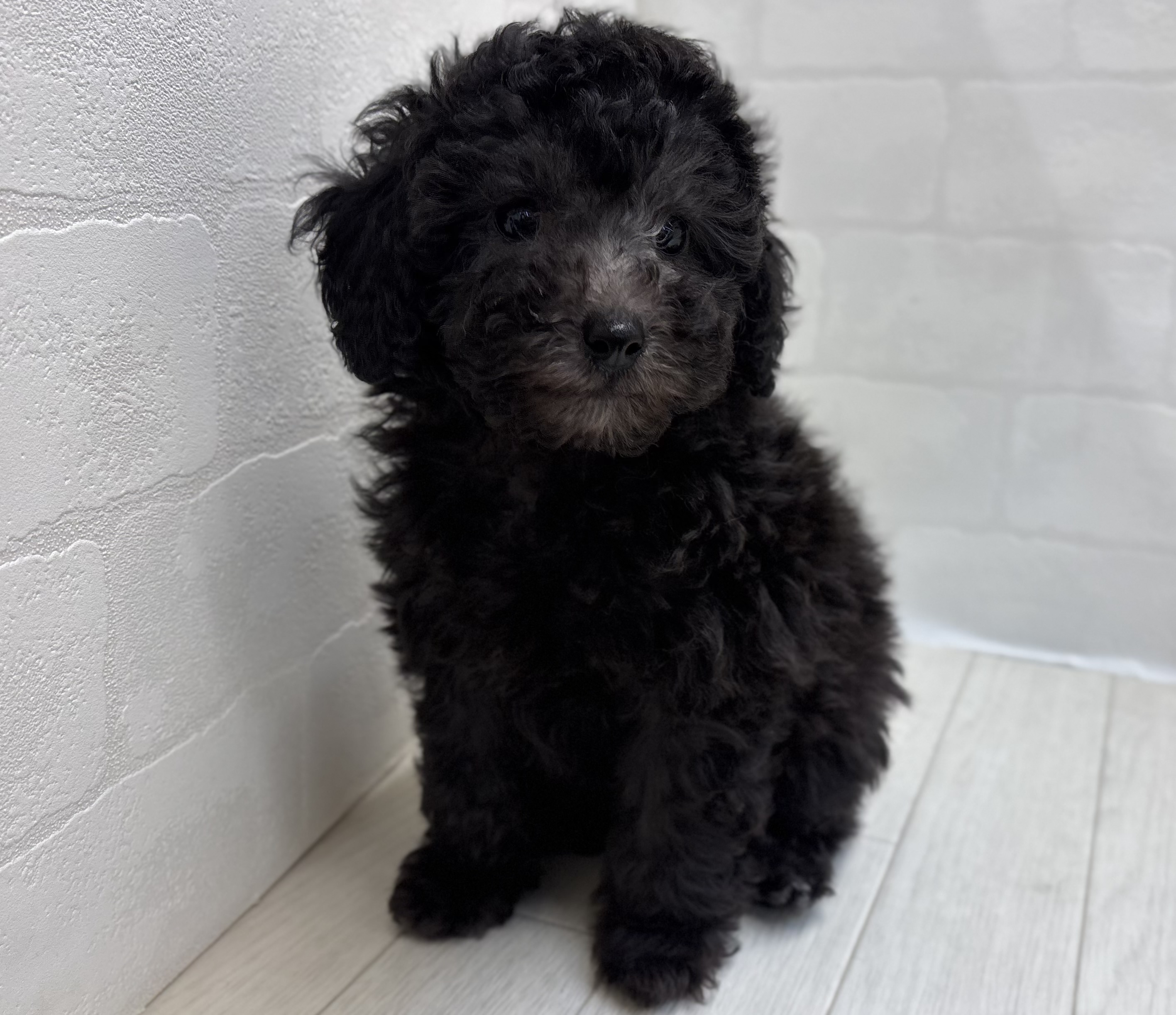 埼玉県のトイプードル(トイ) (ペッツワン大利根店/2025年9月29日生まれ/女の子/シルバー)の子犬の2枚目の画像