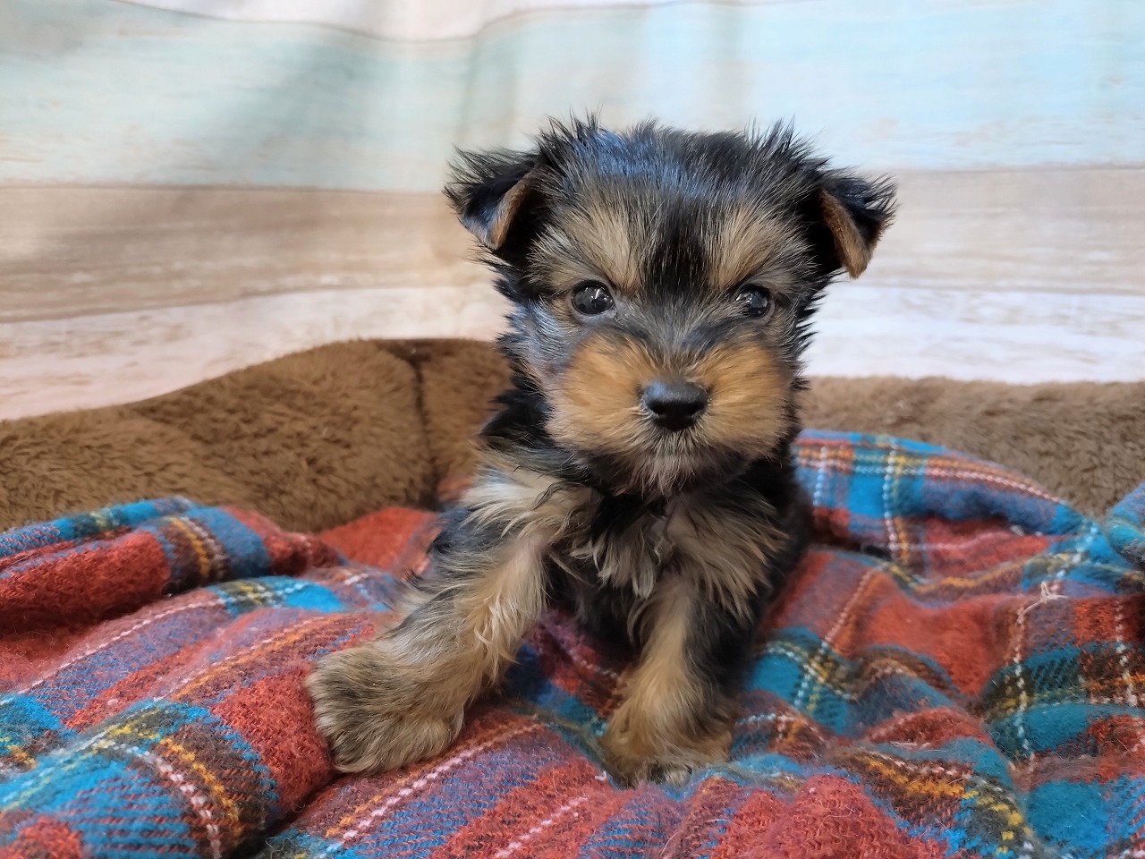 群馬県のヨークシャーテリア (ペッツワン青柳店/2025年9月23日生まれ/男の子/スチールブルータン)の子犬