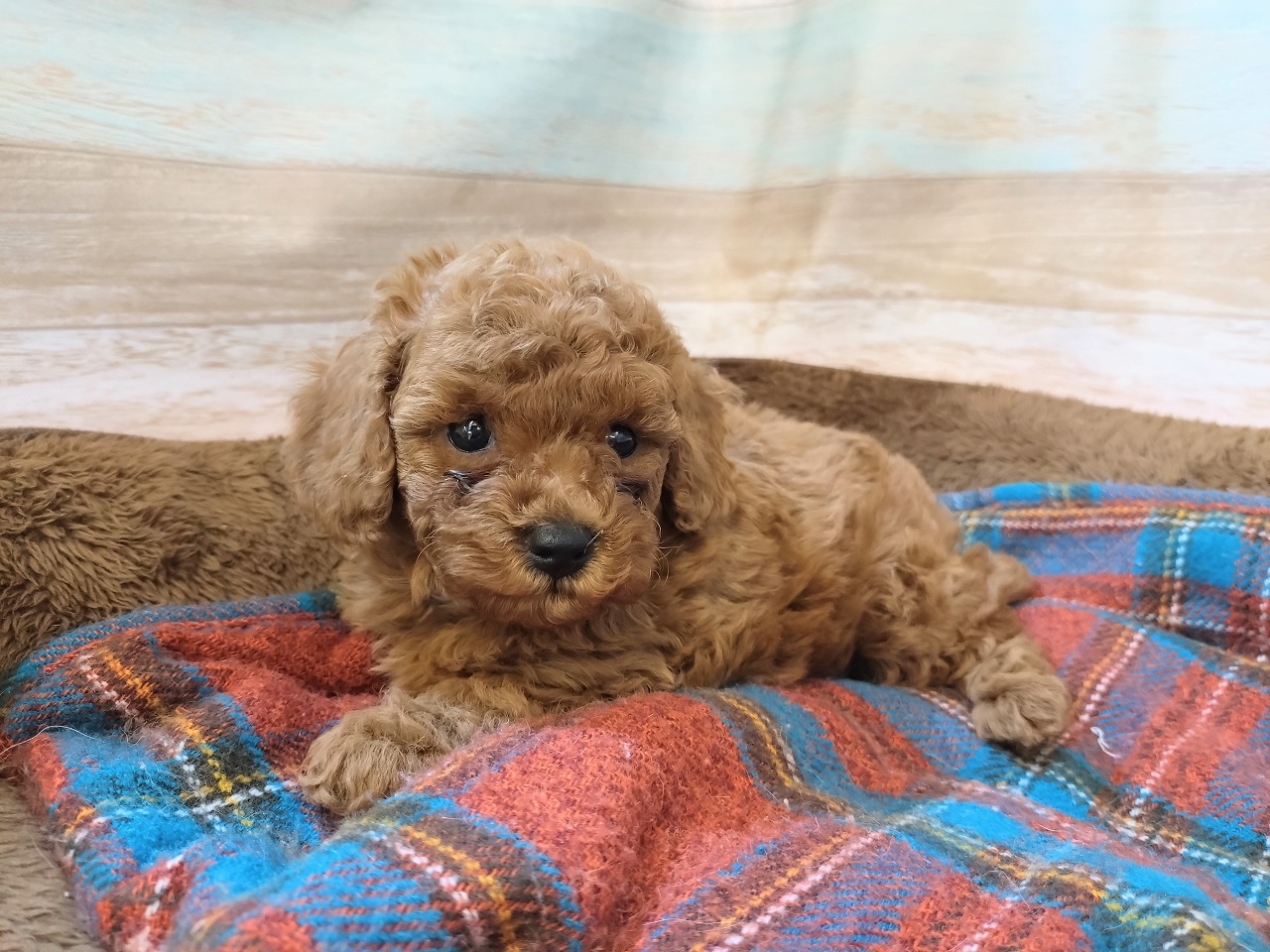 群馬県のトイプードル(トイ) (ペッツワン青柳店/2025年9月21日生まれ/女の子/レッド)の子犬