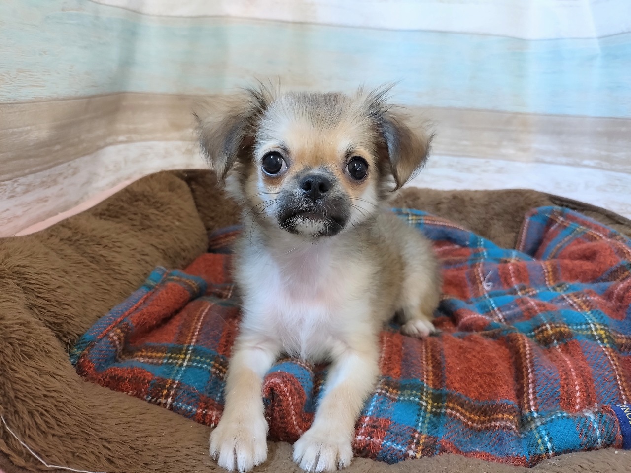 群馬県のチワワ(ロング) (ペッツワン青柳店/2025年8月5日生まれ/女の子/レッドホワイト)の子犬の1枚目の画像