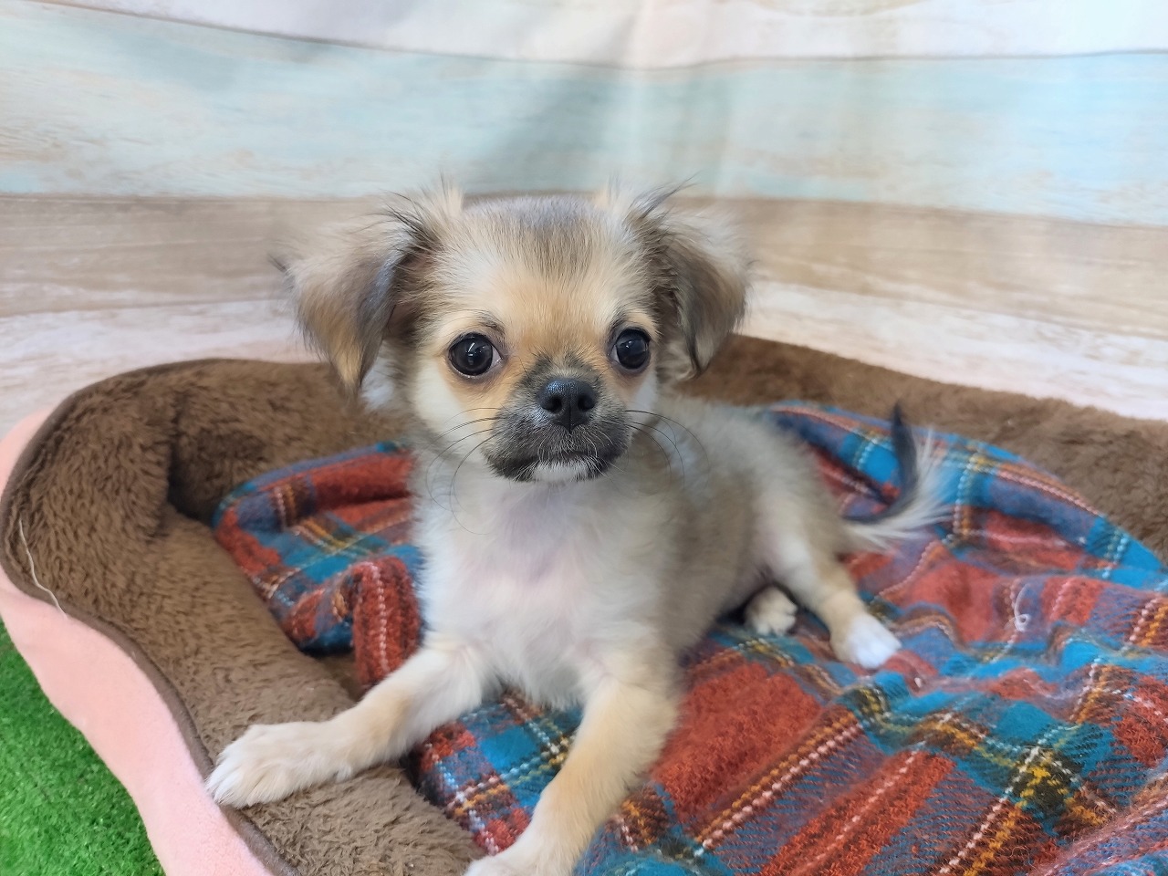 群馬県のチワワ(ロング) (ペッツワン青柳店/2025年8月5日生まれ/女の子/レッドホワイト)の子犬の2枚目の画像