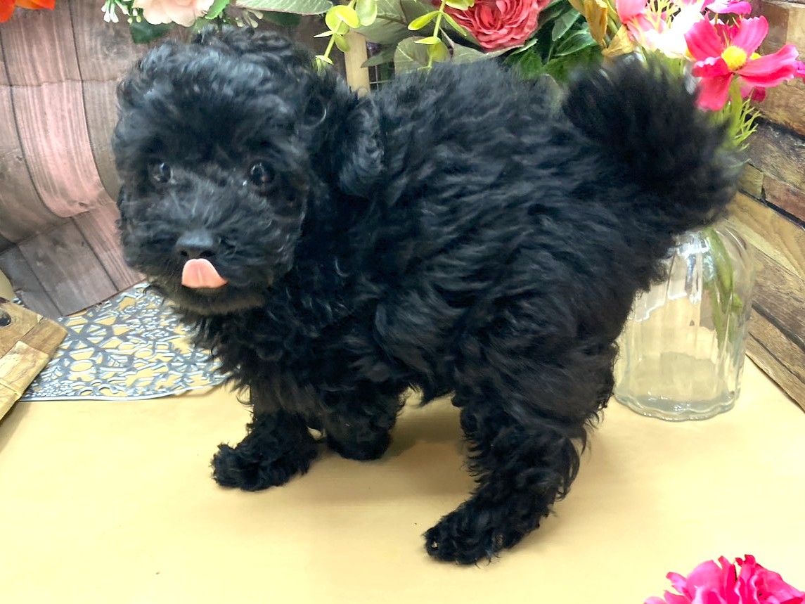 京都府のトイプードル(トイ) (ペッツワン木津川店/2025年9月12日生まれ/男の子/ブラック)の子犬の3枚目の画像