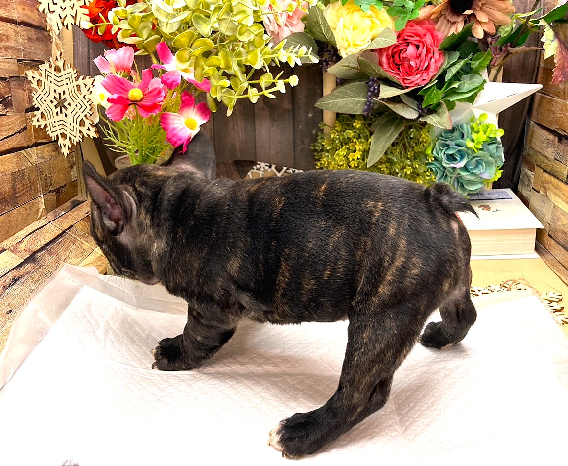 京都府のフレンチブルドッグ (ペッツワン木津川店/2025年9月25日生まれ/女の子/ブリンドル)の子犬の3枚目の画像