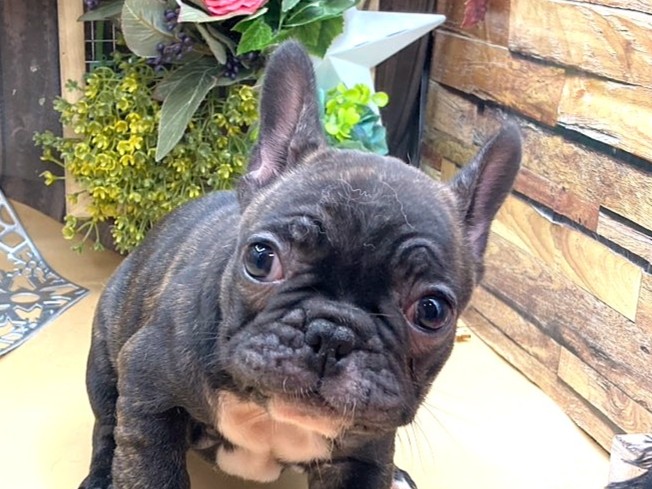 京都府のフレンチブルドッグ (ペッツワン木津川店/2025年9月25日生まれ/女の子/ブリンドル)の子犬