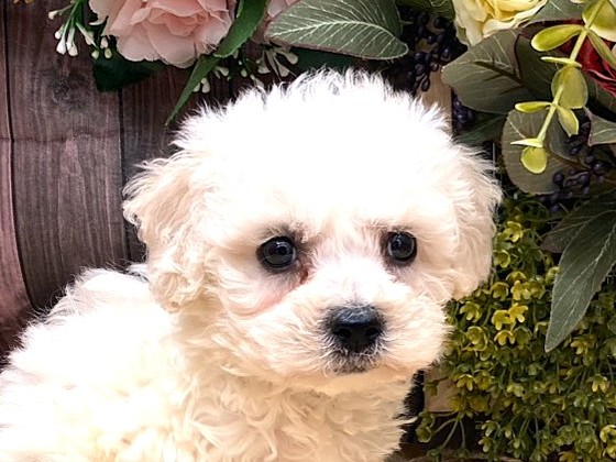 京都府のビションフリーゼ (ペッツワン木津川店/2025年9月27日生まれ/男の子/ホワイト)の子犬