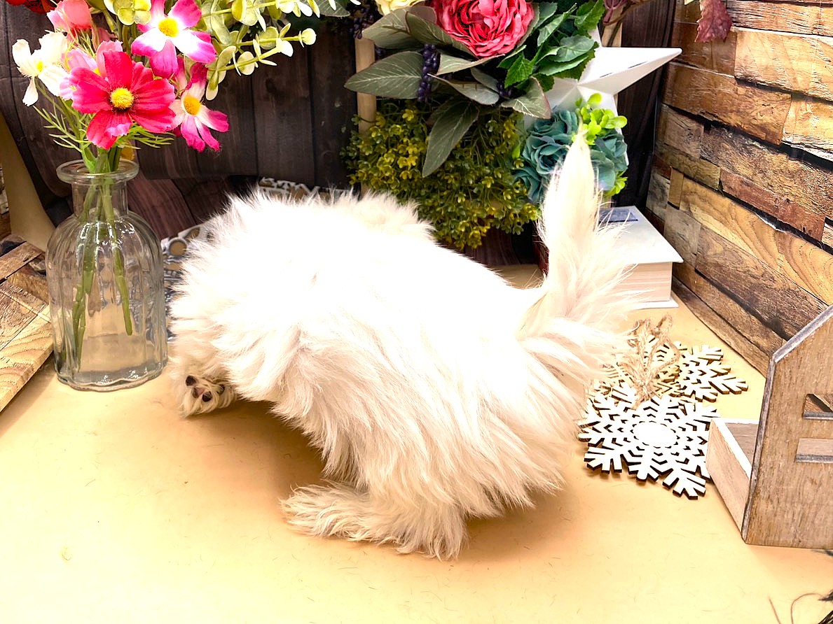 京都府のマルチーズ (ペッツワン木津川店/2025年9月28日生まれ/男の子/ホワイト)の子犬の3枚目の画像