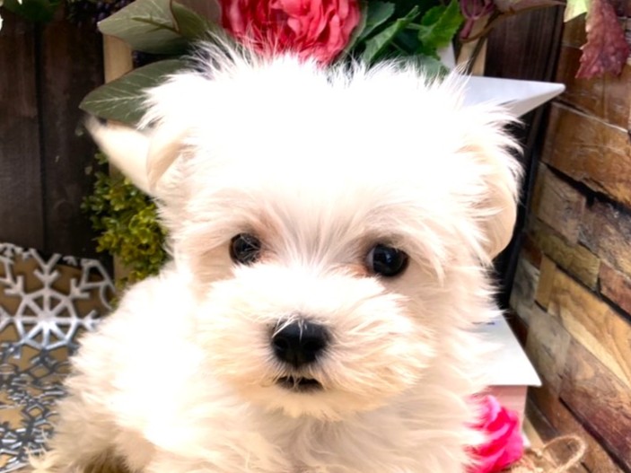 京都府のマルチーズ (ペッツワン木津川店/2025年9月28日生まれ/男の子/ホワイト)の子犬