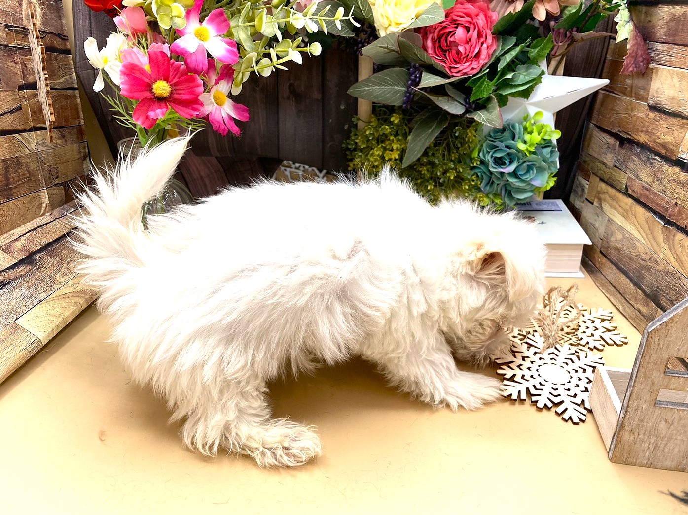 京都府のマルチーズ (ペッツワン木津川店/2025年9月28日生まれ/男の子/ホワイト)の子犬の2枚目の画像