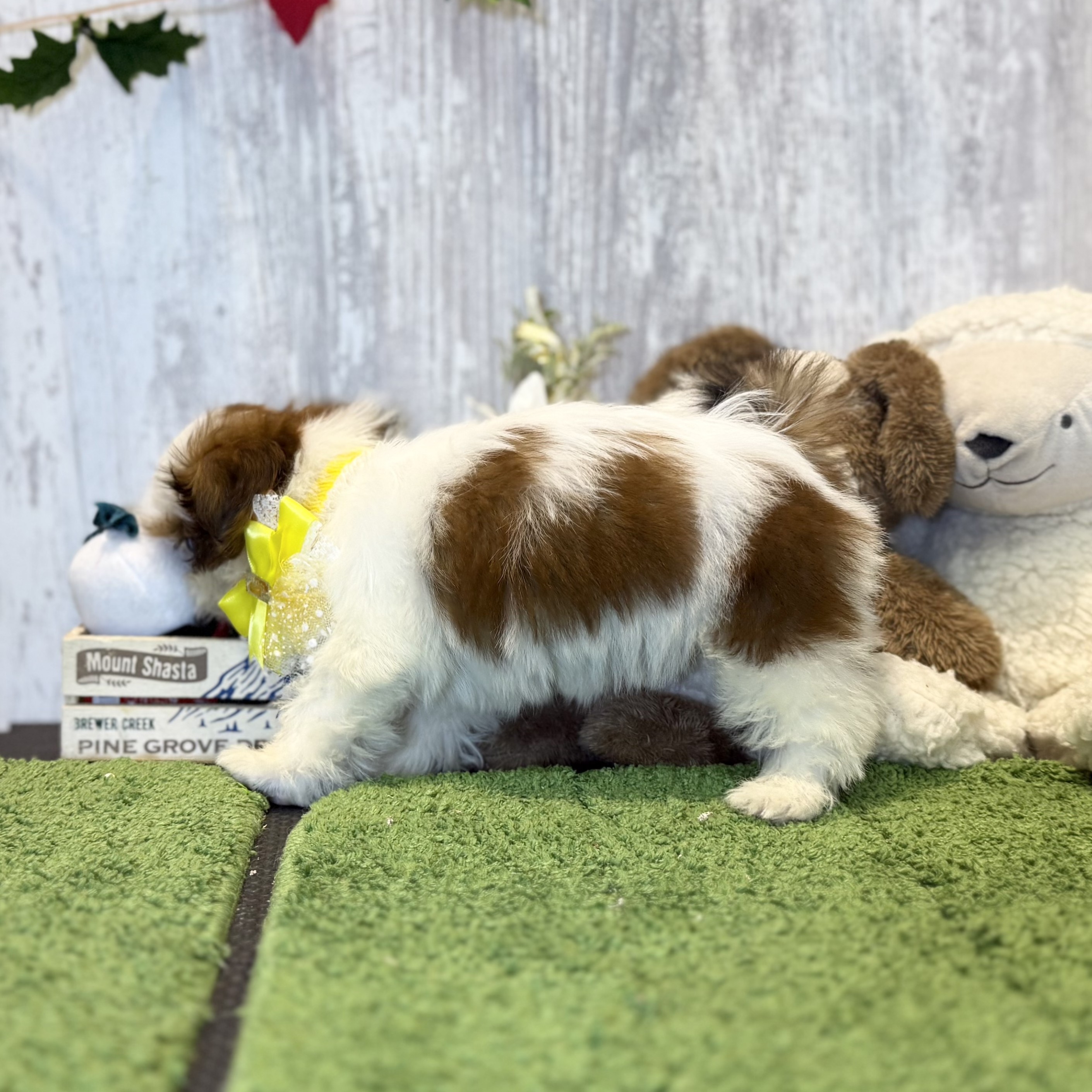 兵庫県のシーズー (ペッツワン姫路大津店/2025年10月1日生まれ/女の子/ホワイトゴールド)の子犬の2枚目の画像