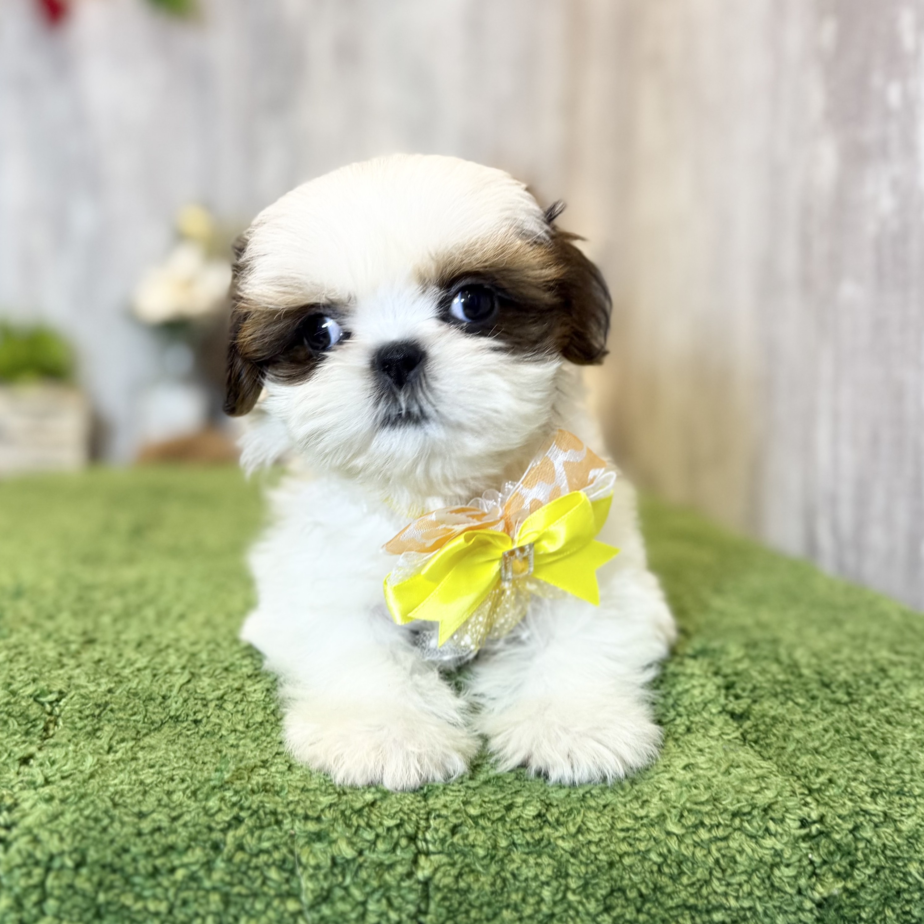 兵庫県のシーズー (ペッツワン姫路大津店/2025年10月1日生まれ/女の子/ホワイトゴールド)の子犬の3枚目の画像