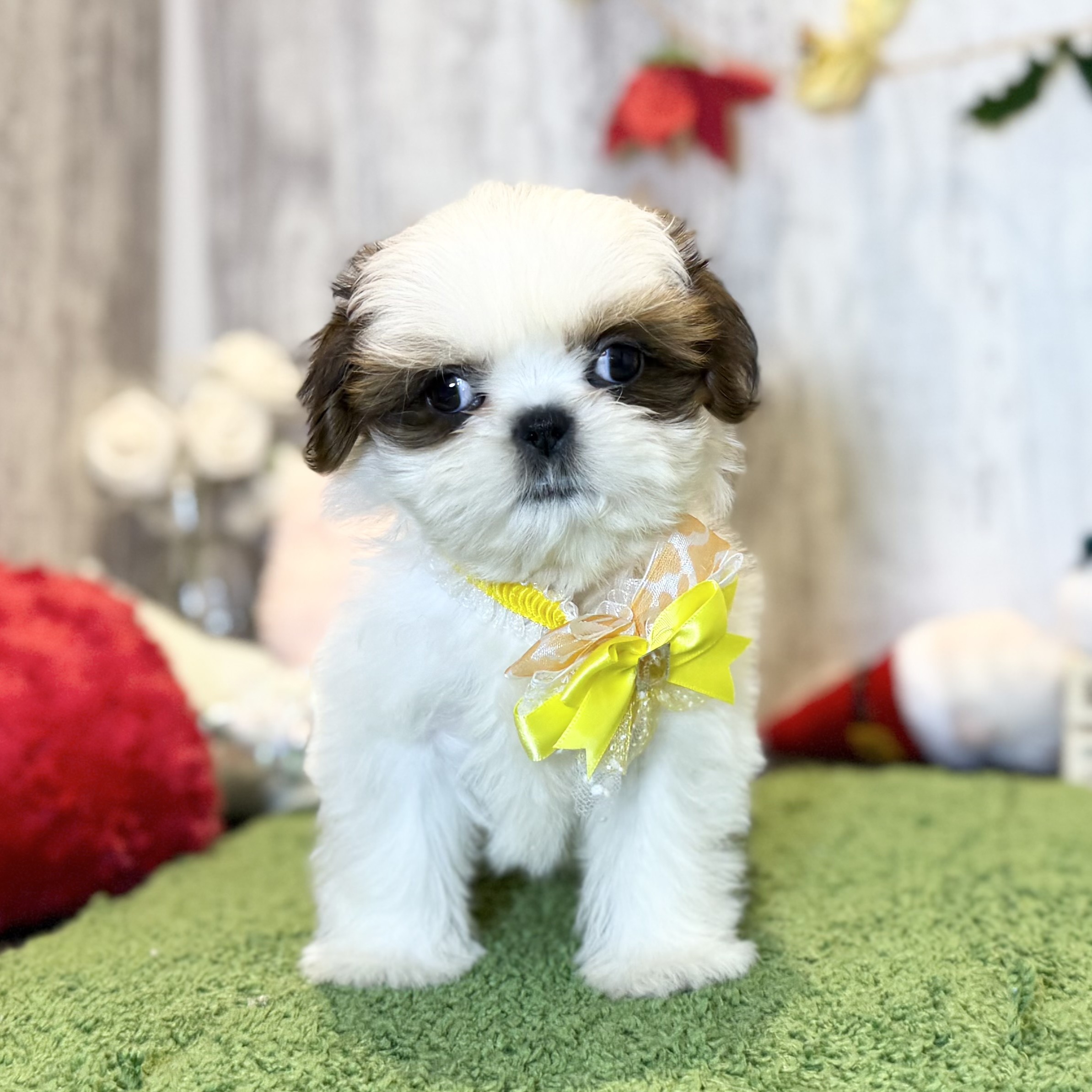 兵庫県のシーズー (ペッツワン姫路大津店/2025年10月1日生まれ/女の子/ホワイトゴールド)の子犬