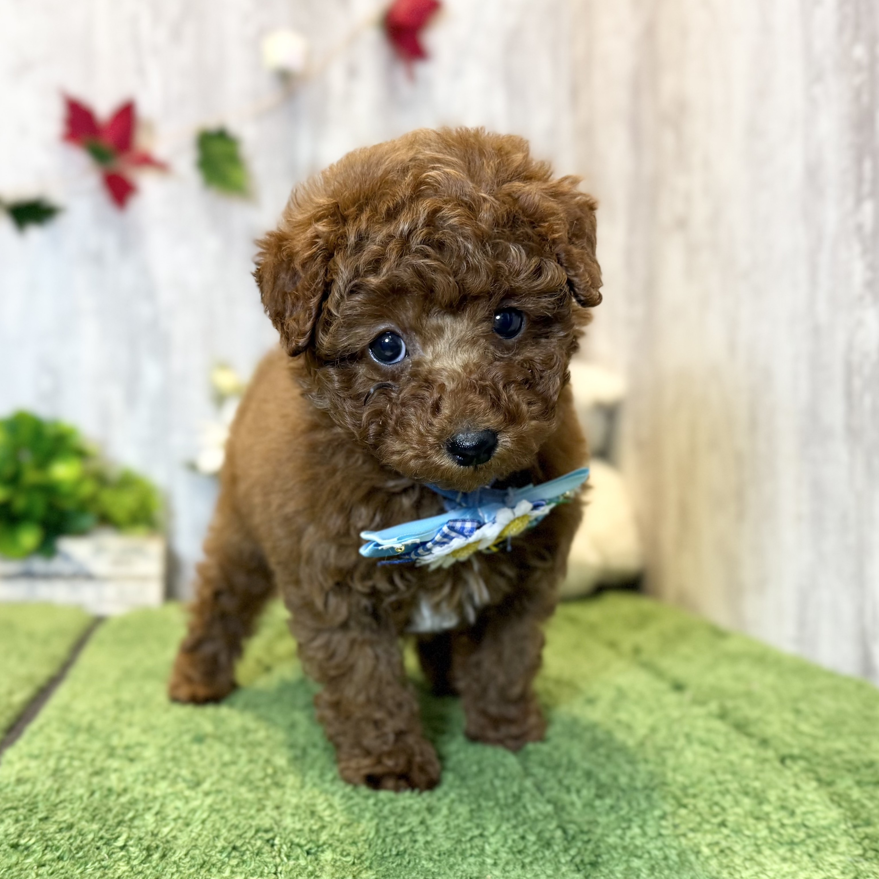 兵庫県のトイプードル(トイ) (ペッツワン姫路大津店/2025年10月2日生まれ/男の子/レッドフォーン)の子犬の3枚目の画像