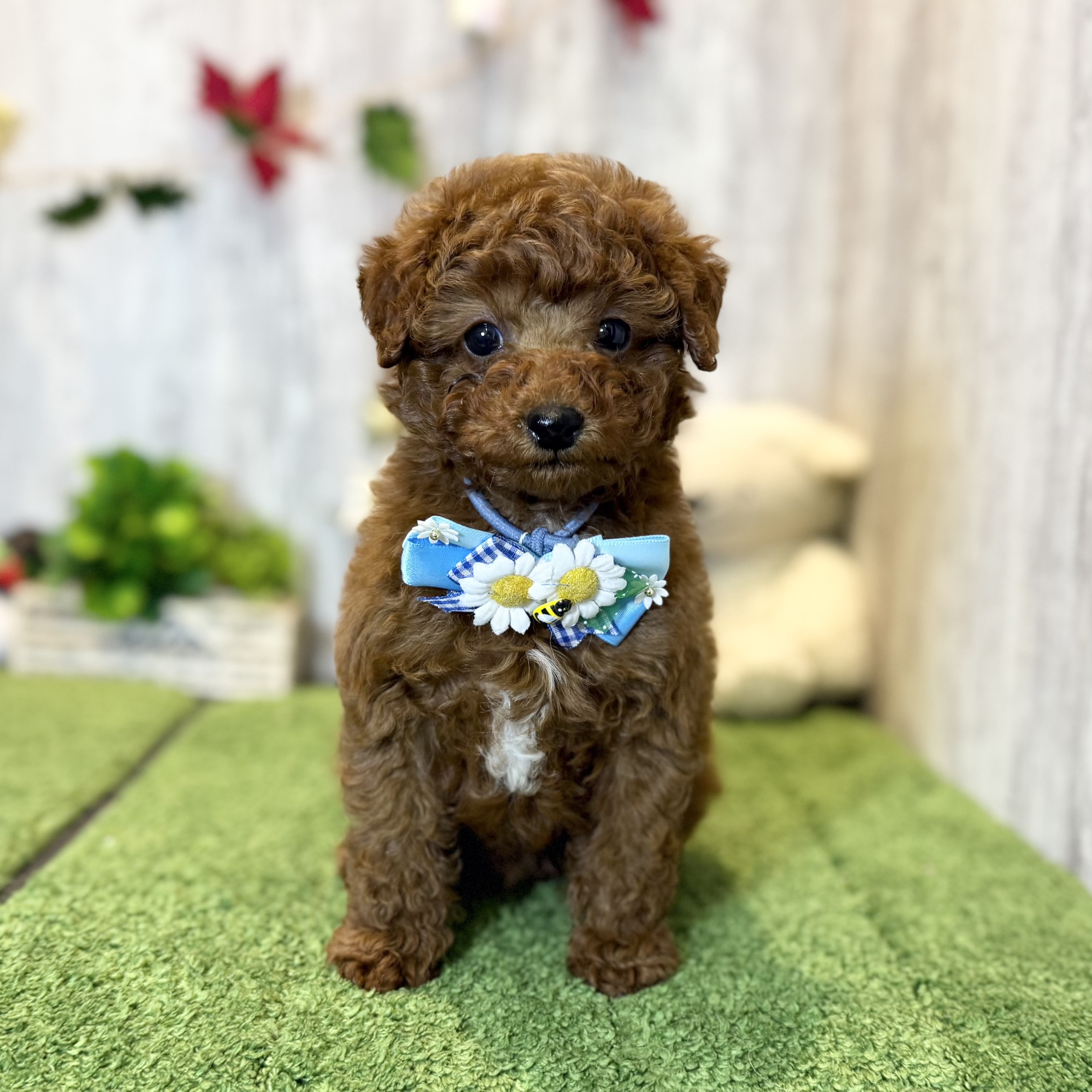 兵庫県のトイプードル(トイ) (ペッツワン姫路大津店/2025年10月2日生まれ/男の子/レッドフォーン)の子犬