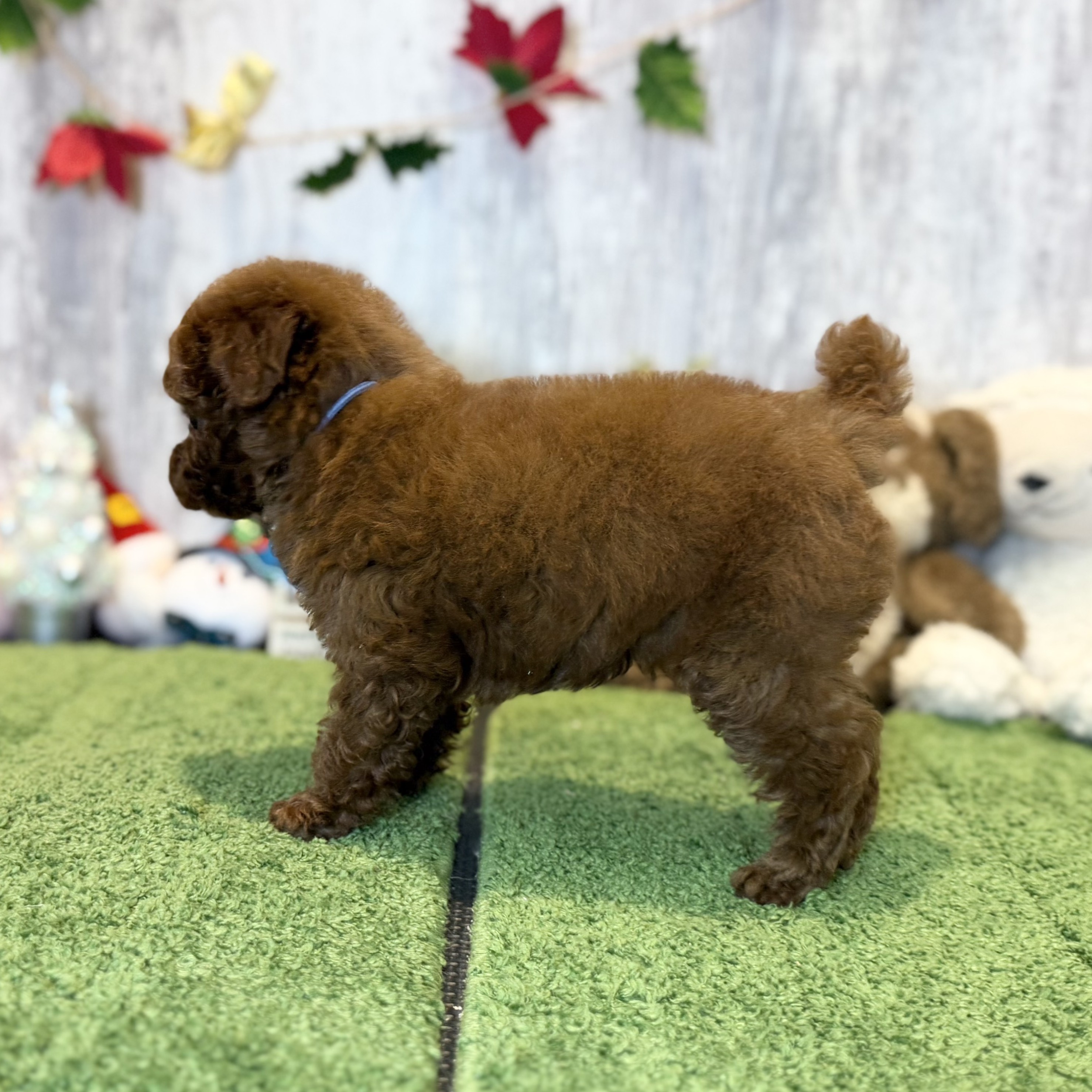 兵庫県のトイプードル(トイ) (ペッツワン姫路大津店/2025年10月2日生まれ/男の子/レッドフォーン)の子犬の2枚目の画像