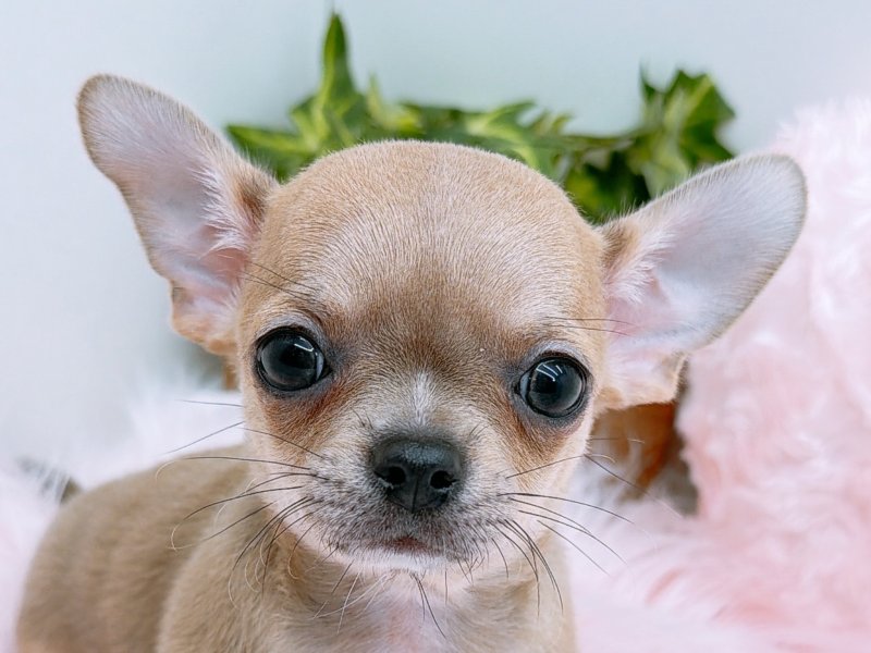 愛知県のチワワ(ロング) (ペッツワン小牧店/2025年10月5日生まれ/男の子/ブルーフォーン)の子犬