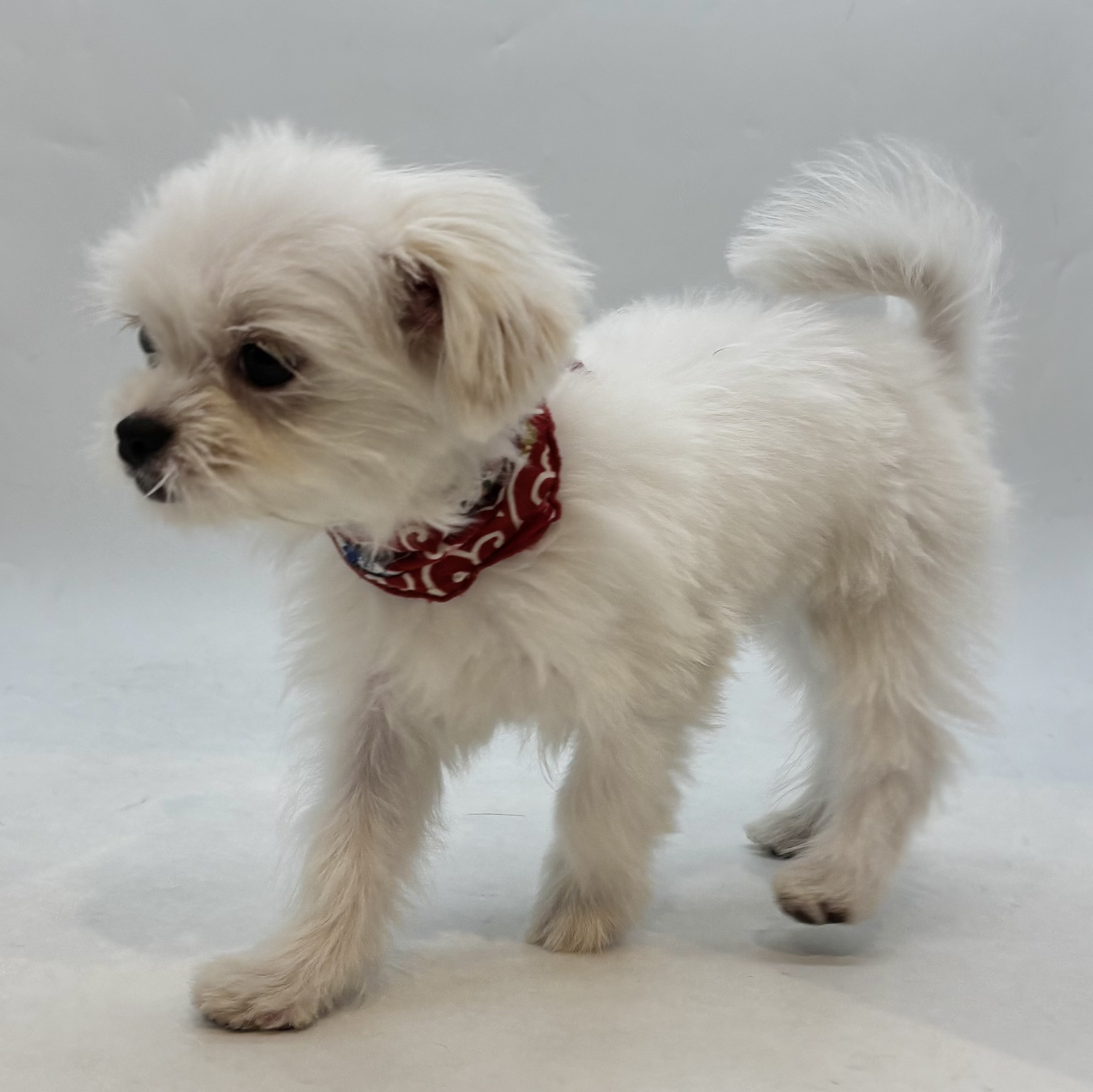 埼玉県のマルチーズ (ペッツワン行田店/2025年7月12日生まれ/女の子/ホワイト)の子犬の3枚目の画像